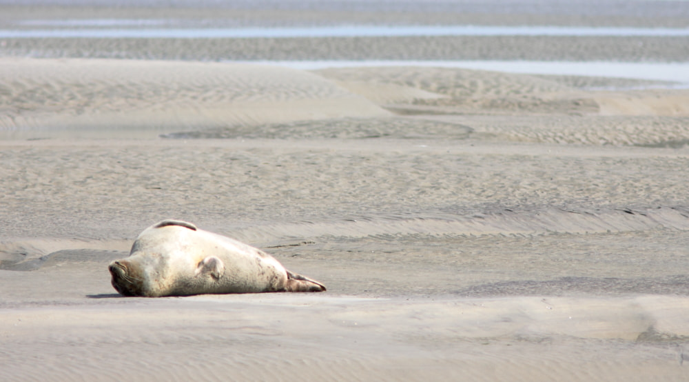 Canon EF 300mm F4L IS USM sample photo. Harbor seal photography