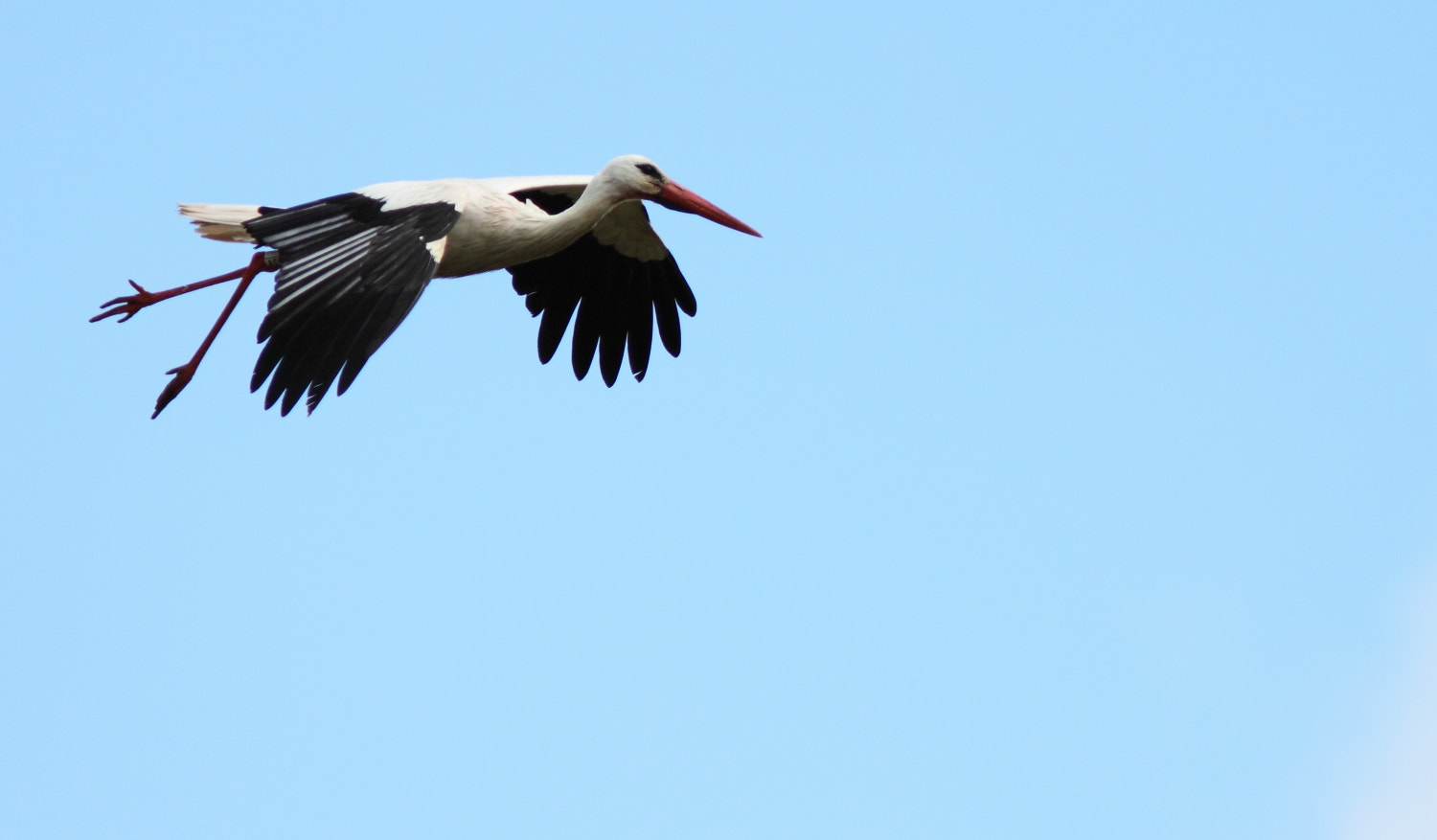 Canon EF 300mm F4L IS USM sample photo. Ciconia photography