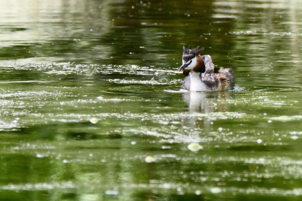 Canon EF 300mm F4L IS USM sample photo. Great crested grebe photography