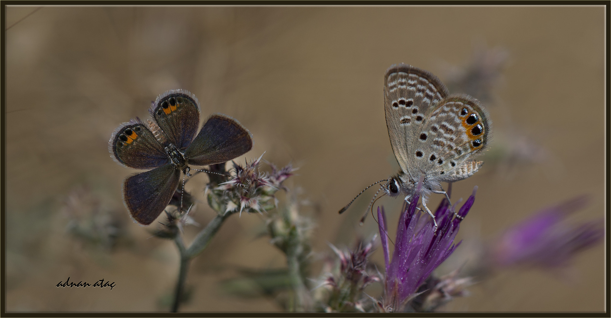 Nikon D5 sample photo. Mücevher kelebeği - chilades trochylus - grass jewel photography