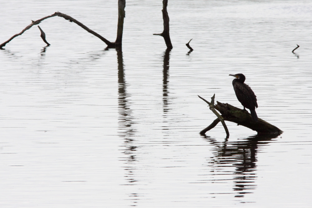 Canon EF 300mm F4L IS USM sample photo. Great cormorant photography