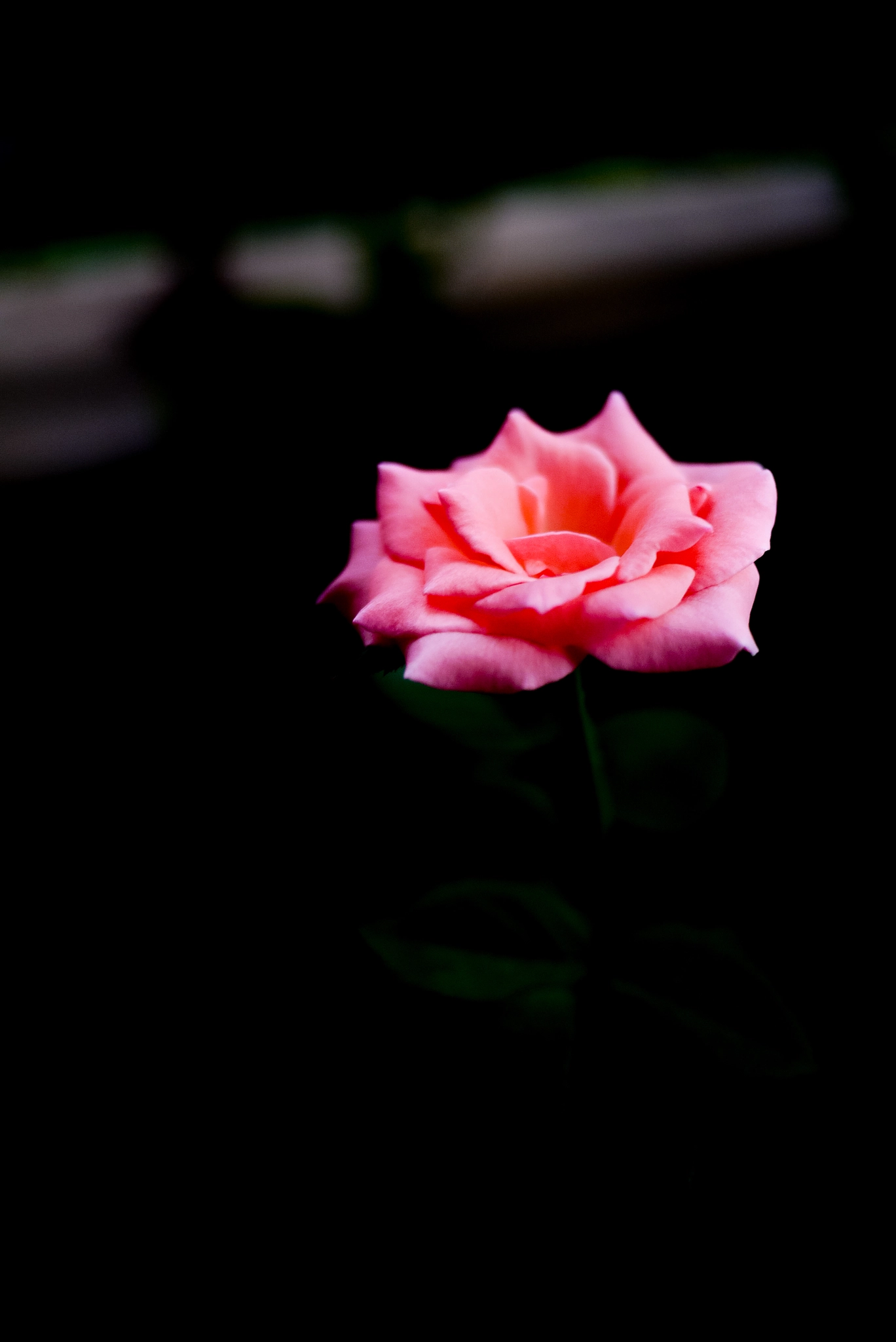 Panasonic Lumix DMC-GF5 + Panasonic Lumix G 20mm F1.7 ASPH sample photo. #rose in the midsummer night #florals #balconyview ... photography
