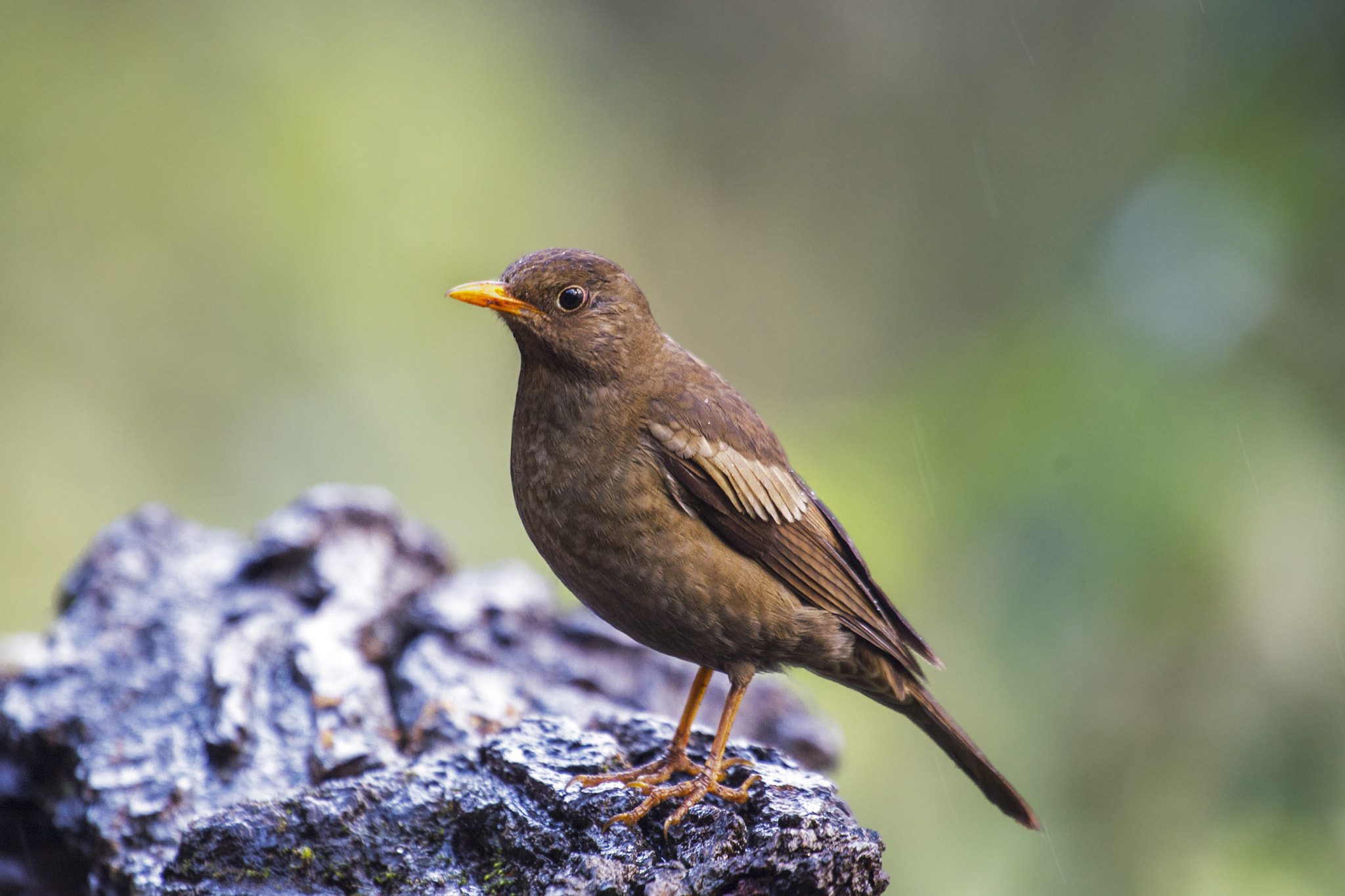 Nikon AF-S Nikkor 400mm F2.8G ED VR II sample photo. Grey winged blackbird photography