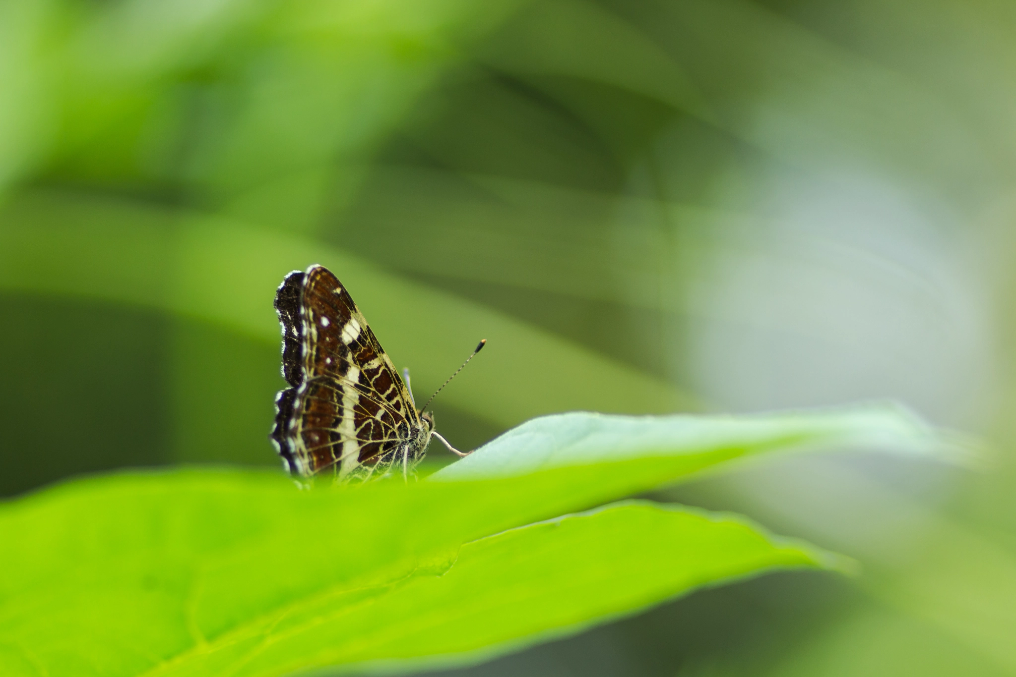 Canon EOS 700D (EOS Rebel T5i / EOS Kiss X7i) + Tamron SP AF 90mm F2.8 Di Macro sample photo. Butterfly photography