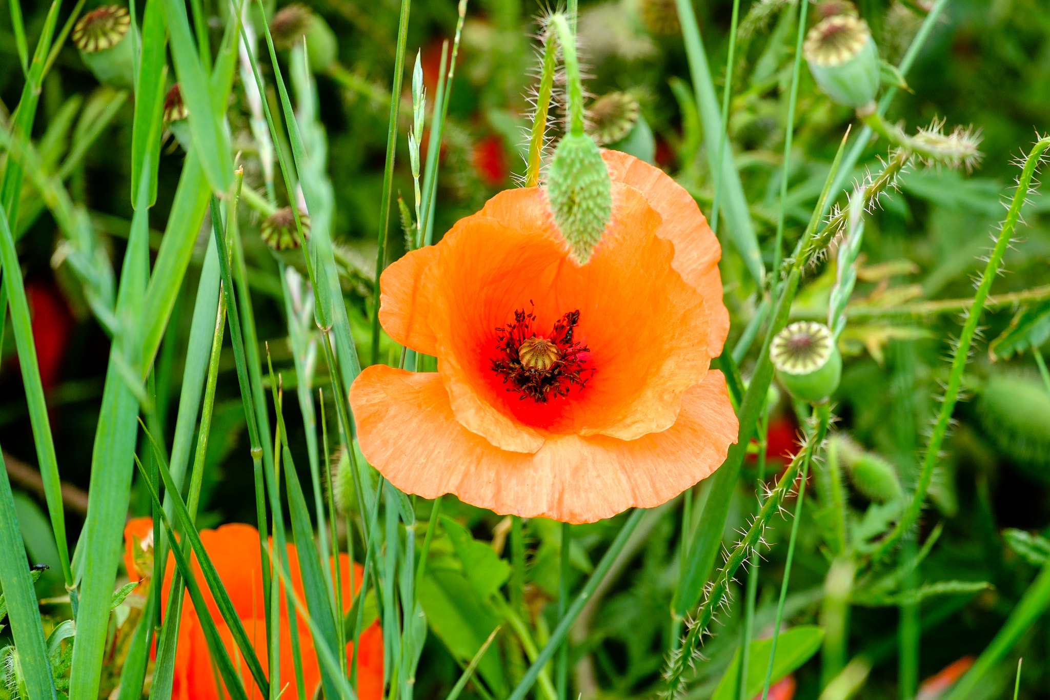 Fujifilm X-Pro1 + Fujifilm XC 50-230mm F4.5-6.7 OIS sample photo. The three stages of a poppy photography