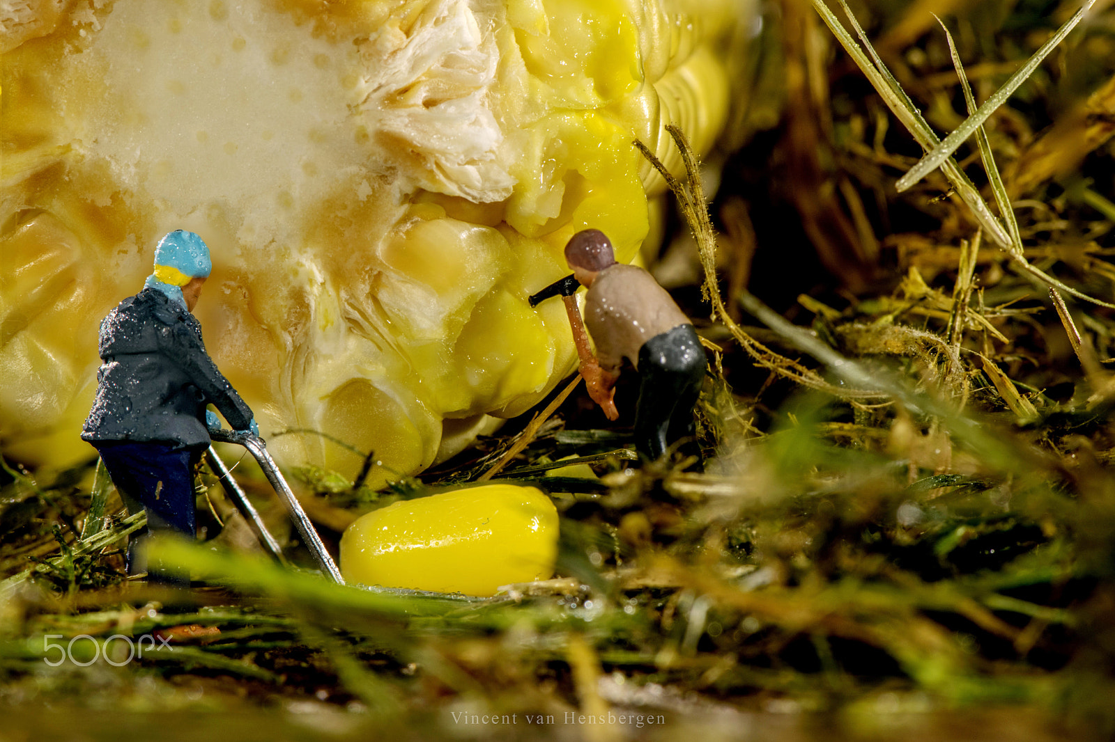 Nikon AF-S Micro-Nikkor 105mm F2.8G IF-ED VR sample photo. Into the corn woods photography