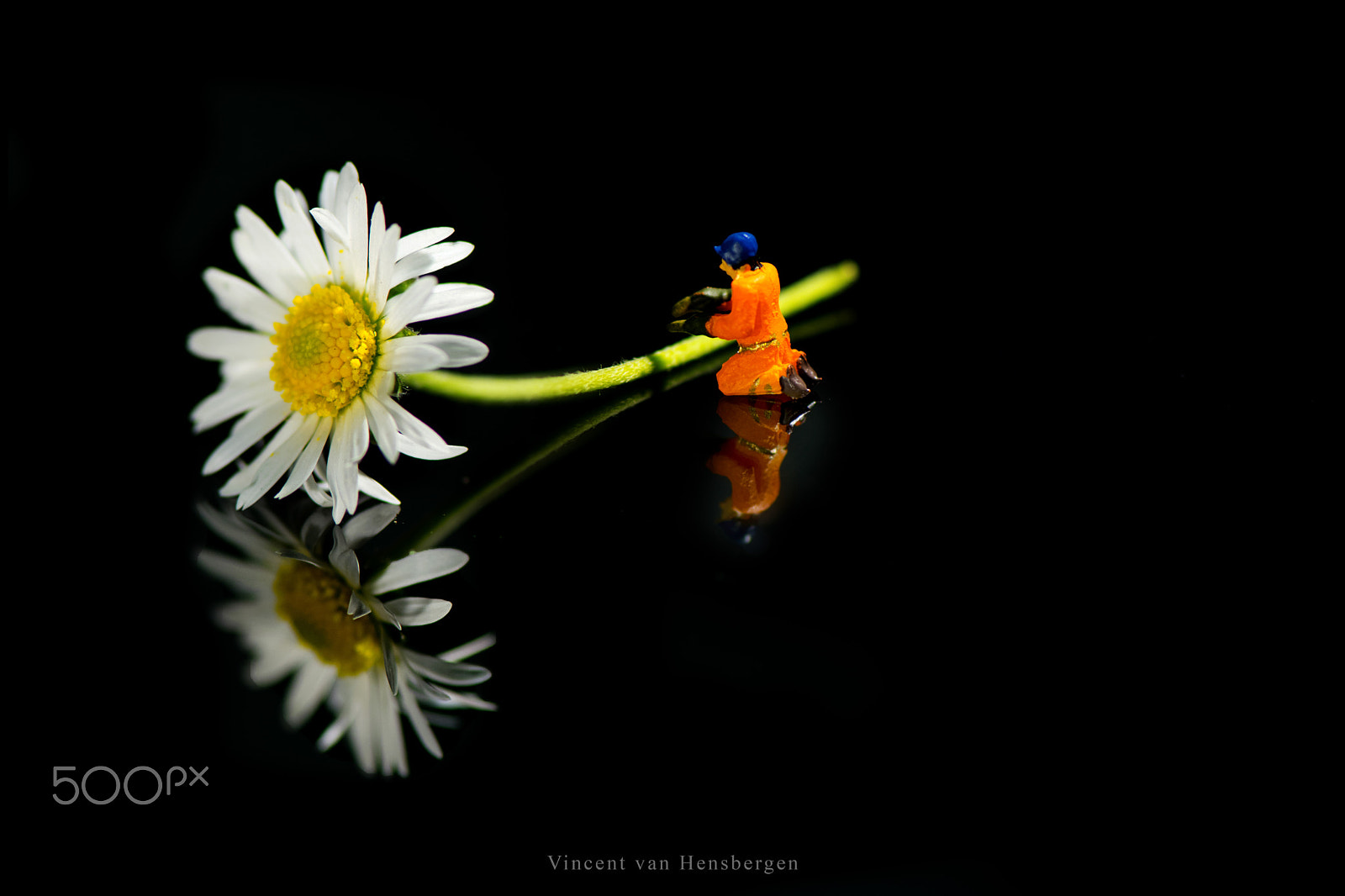 Nikon AF-S Micro-Nikkor 105mm F2.8G IF-ED VR sample photo. Chopping daisy photography