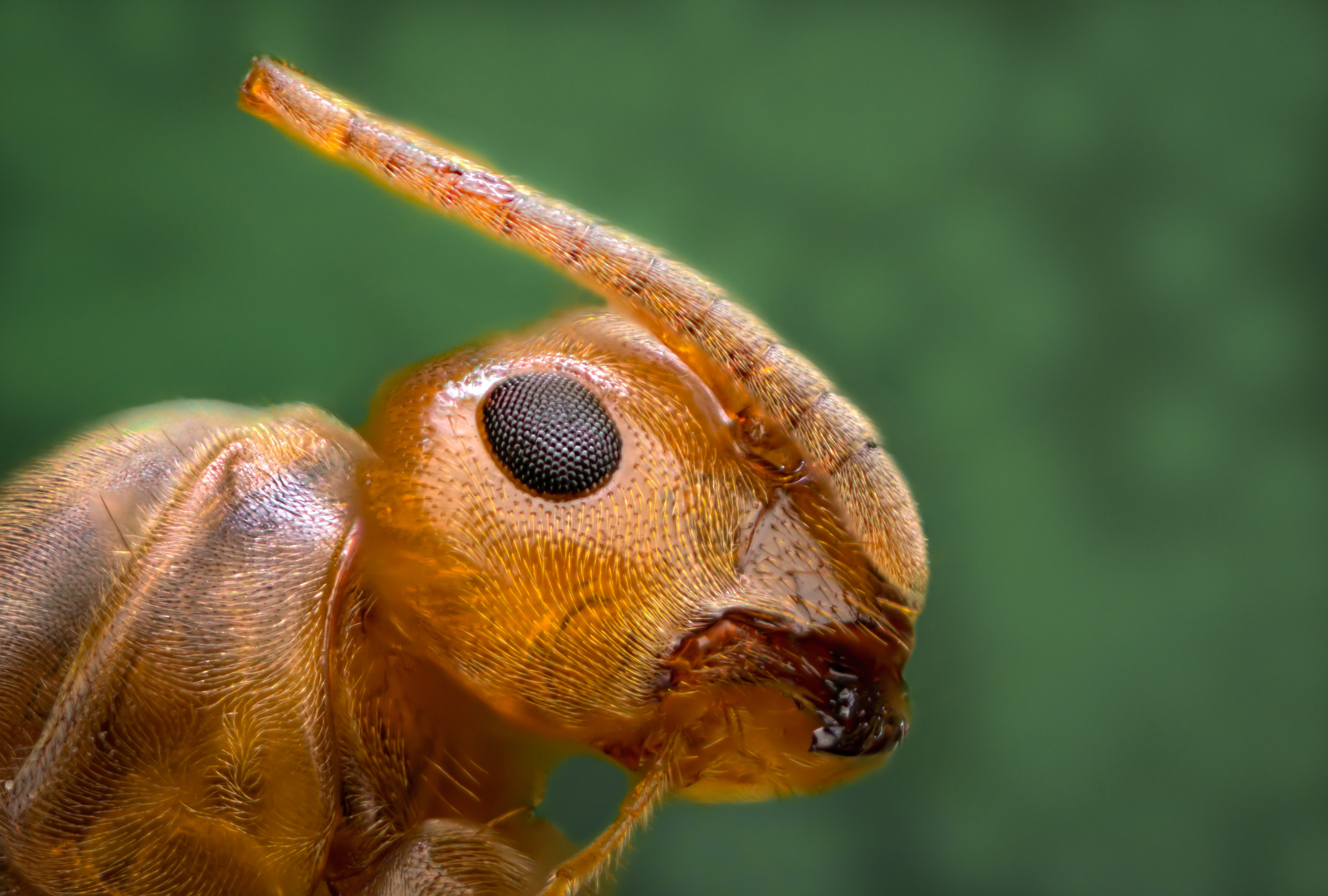 Minolta AF 28-85mm F3.5-4.5 New sample photo. Ant macro photography