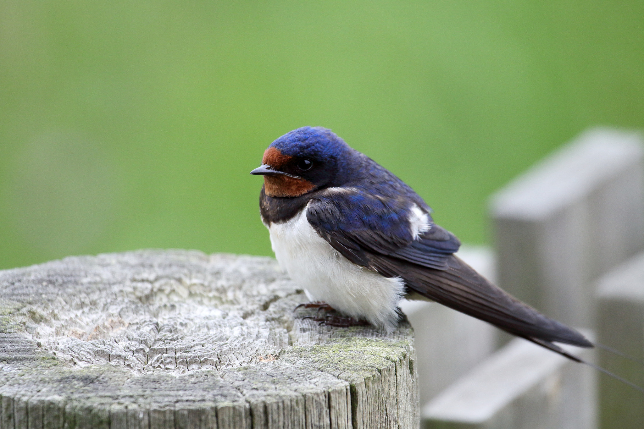 Canon EF 100-400mm F4.5-5.6L IS USM sample photo. Ladusvala (hirundo rustica) photography