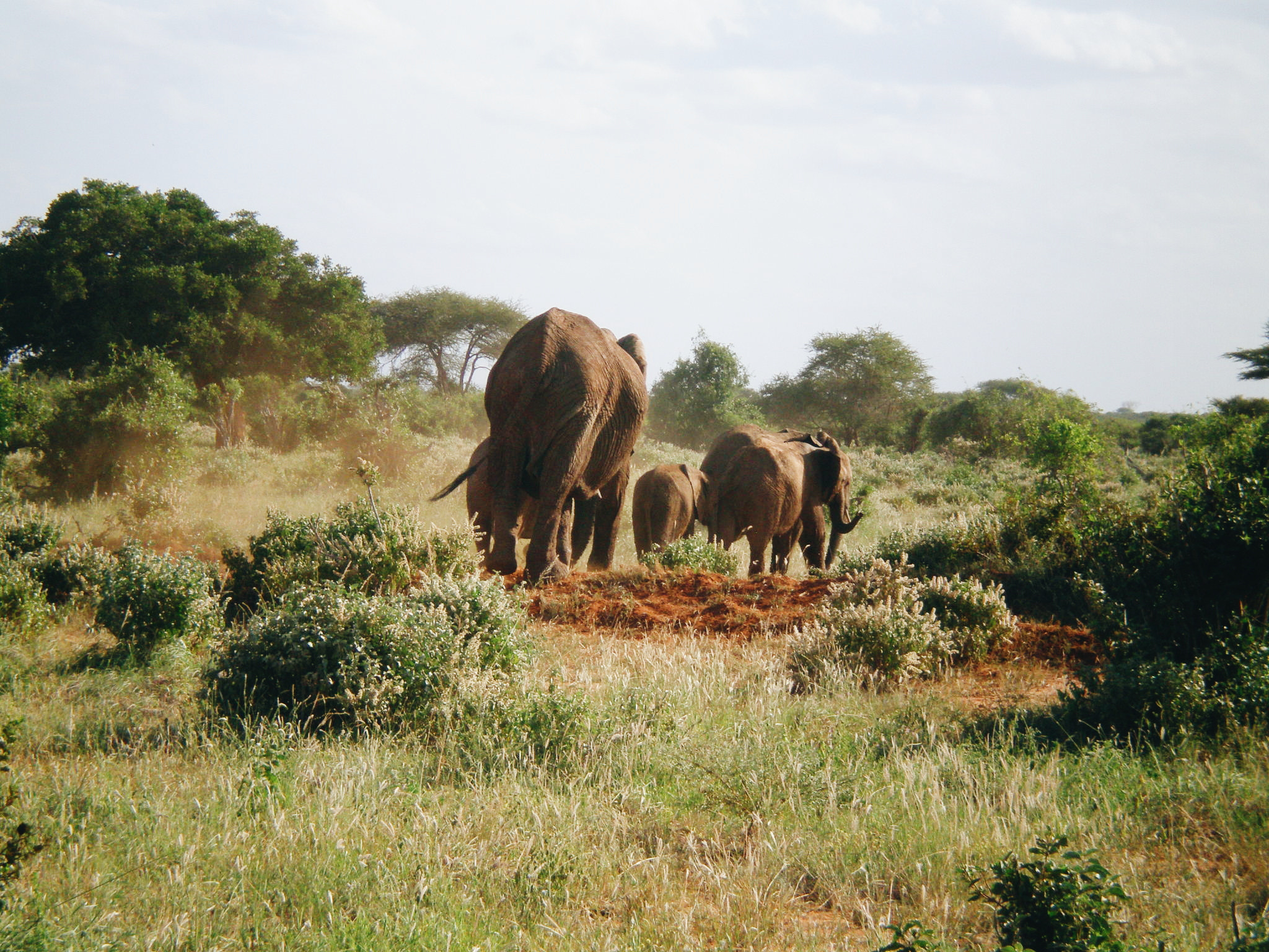 Olympus FE230/X790 sample photo. Elephants in the kenyan desert  photography