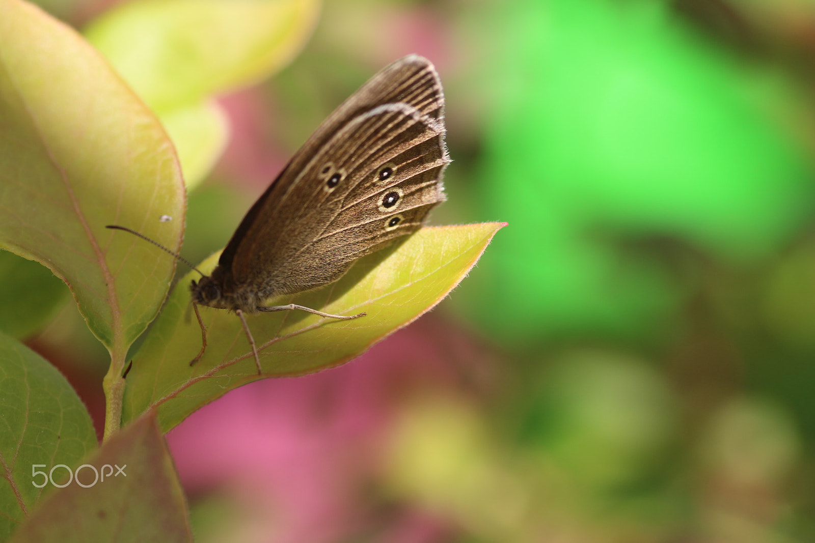 Canon EOS 700D (EOS Rebel T5i / EOS Kiss X7i) + Tamron SP AF 90mm F2.8 Di Macro sample photo. Butterfly dreams photography