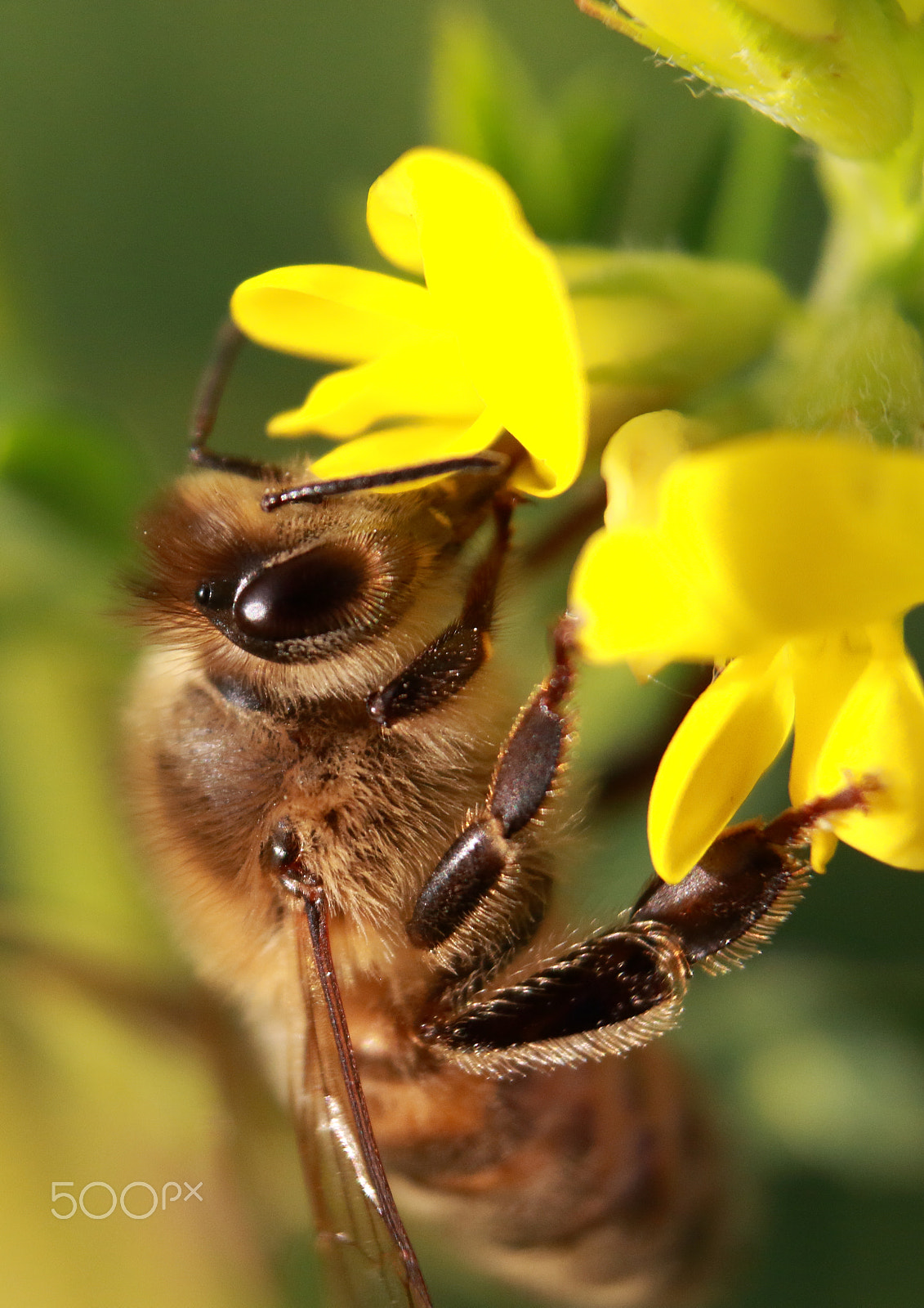 Sigma 18-50mm F2.8-4.5 DC OS HSM sample photo. Hard working bee.jpg photography