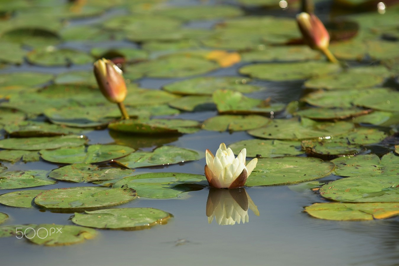 Nikon D5500 + Sigma 70-200mm F2.8 EX DG OS HSM sample photo. Lce_4558.jpg photography