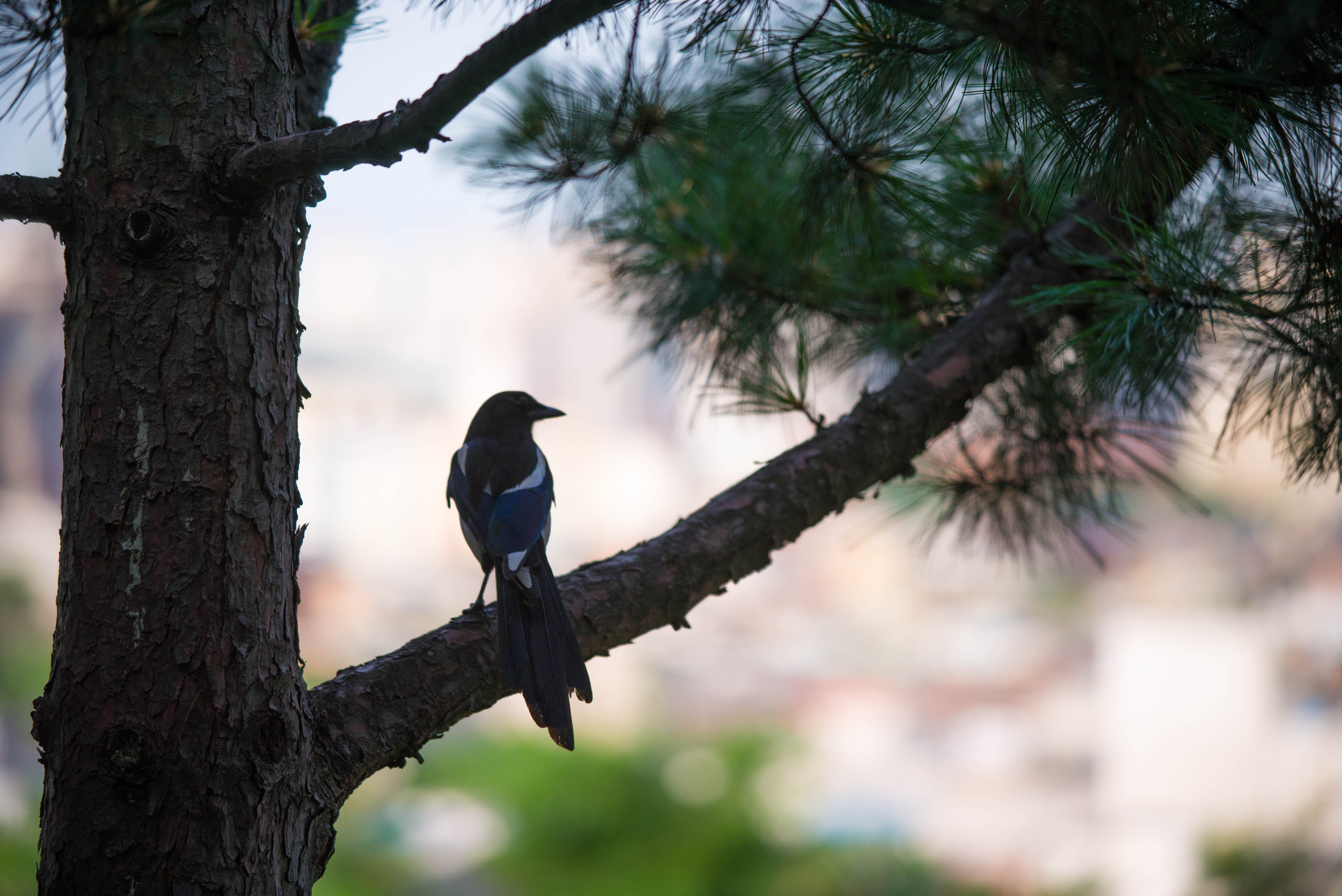 AF-S Zoom-Nikkor 80-200mm f/2.8D IF-ED sample photo. Dsc_9076.jpg photography