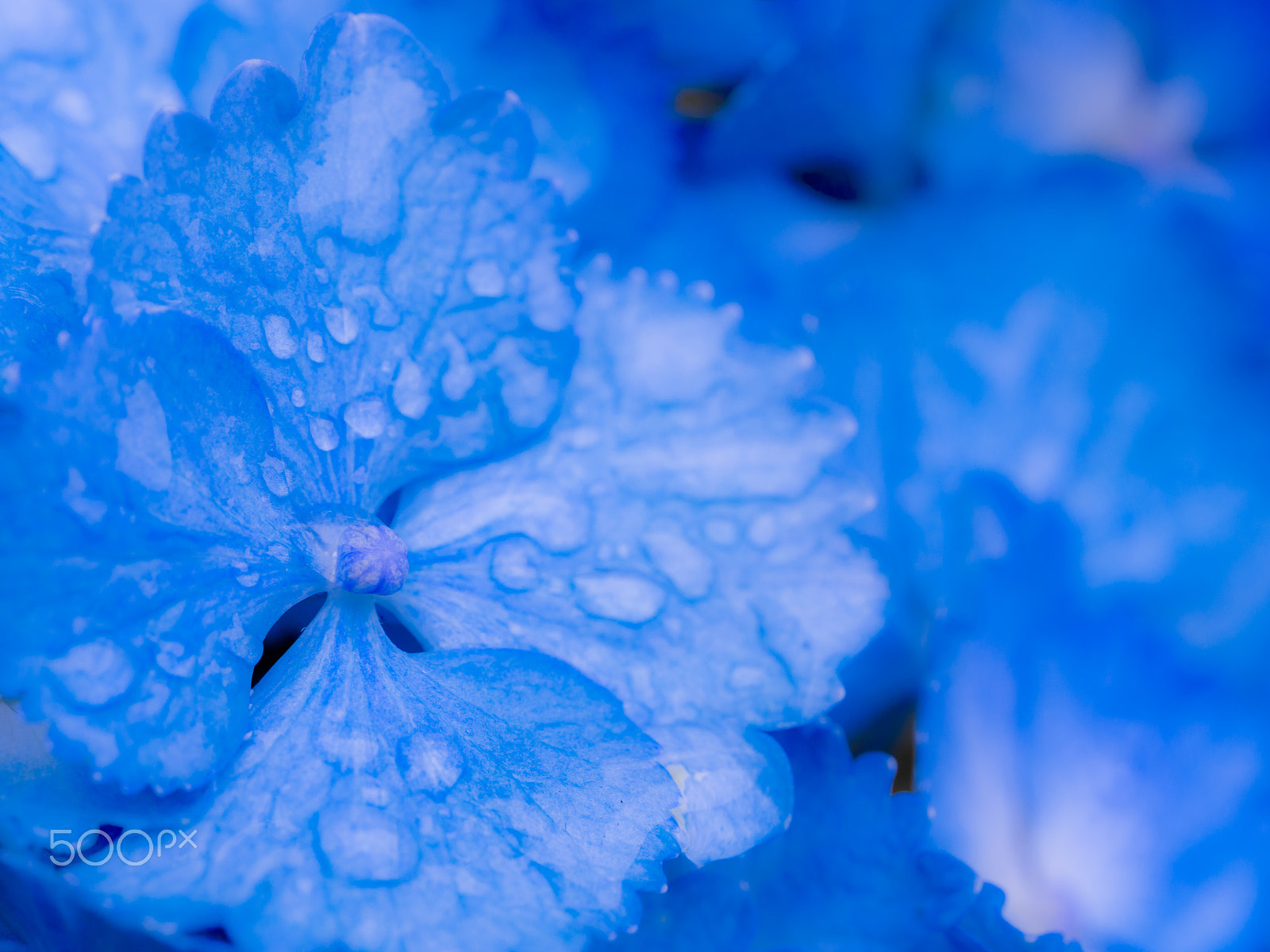 Nikon D600 sample photo. Hydrangea photography