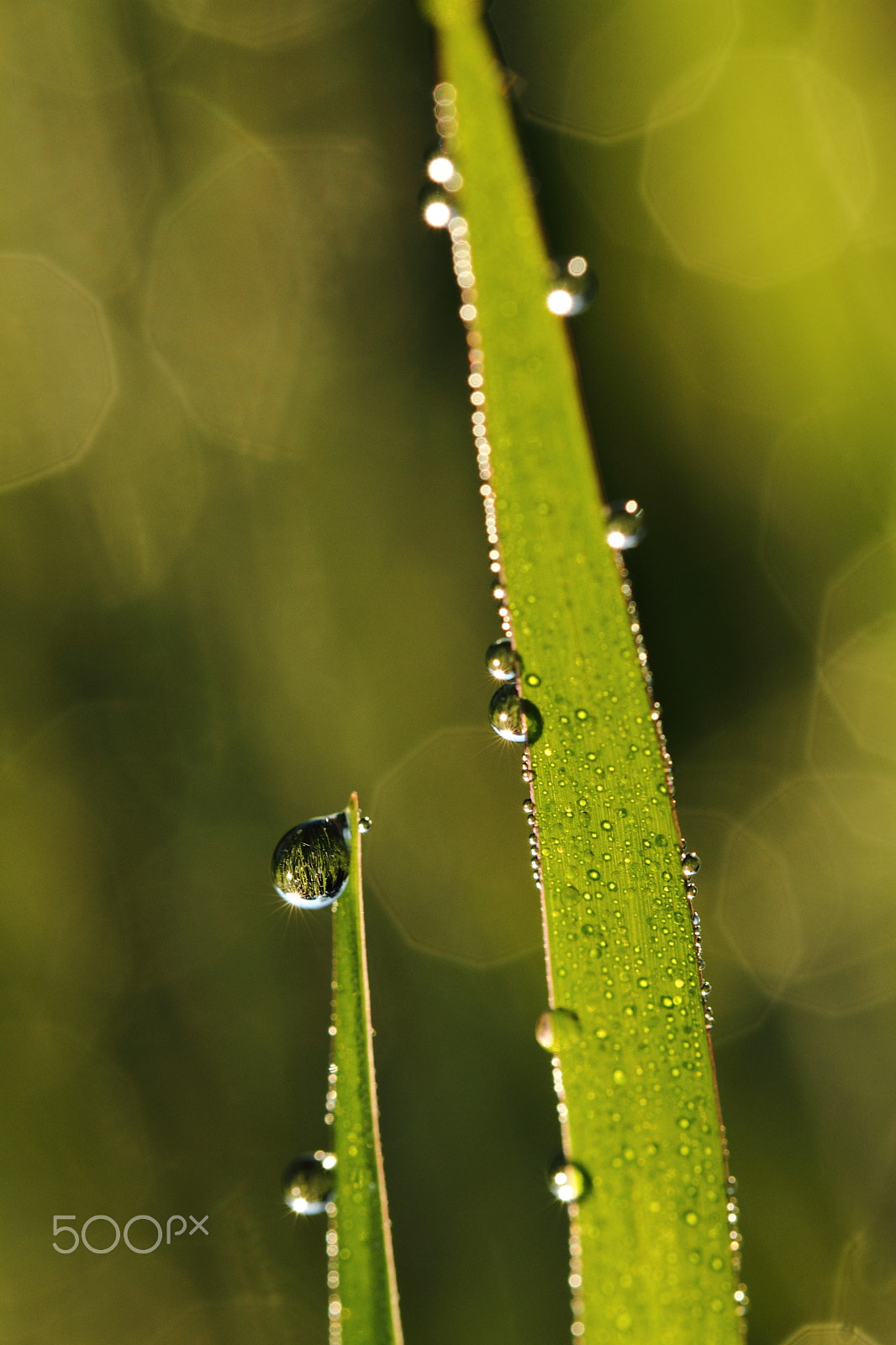 Canon EF 100mm F2.8L Macro IS USM sample photo. The morning dew with shine photography