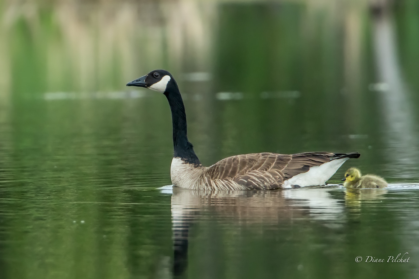 Canon EF 300mm F2.8L IS II USM sample photo. Canada goose with chick photography