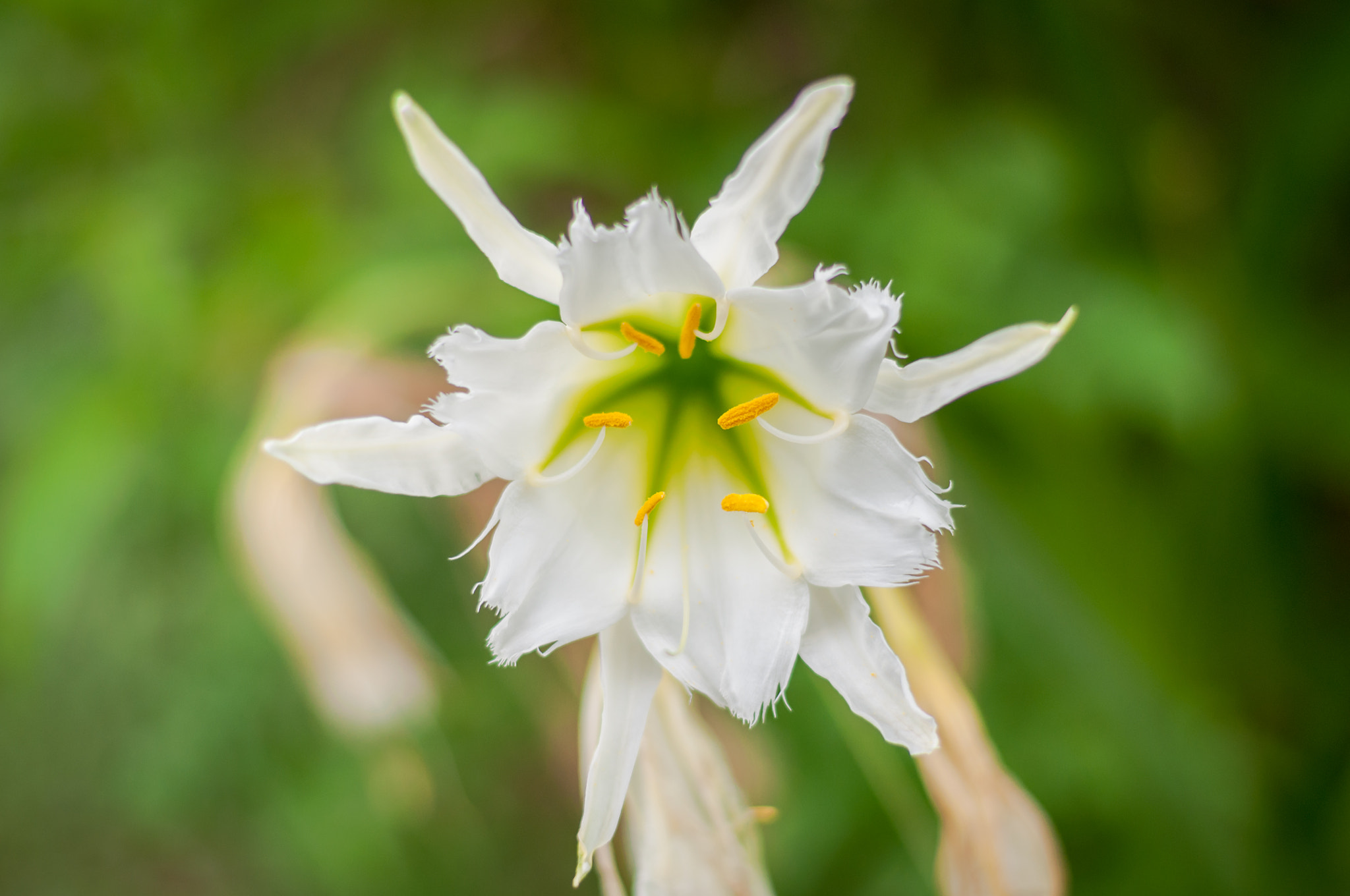 AF Zoom-Nikkor 24-120mm f/3.5-5.6D IF sample photo. Flower photography
