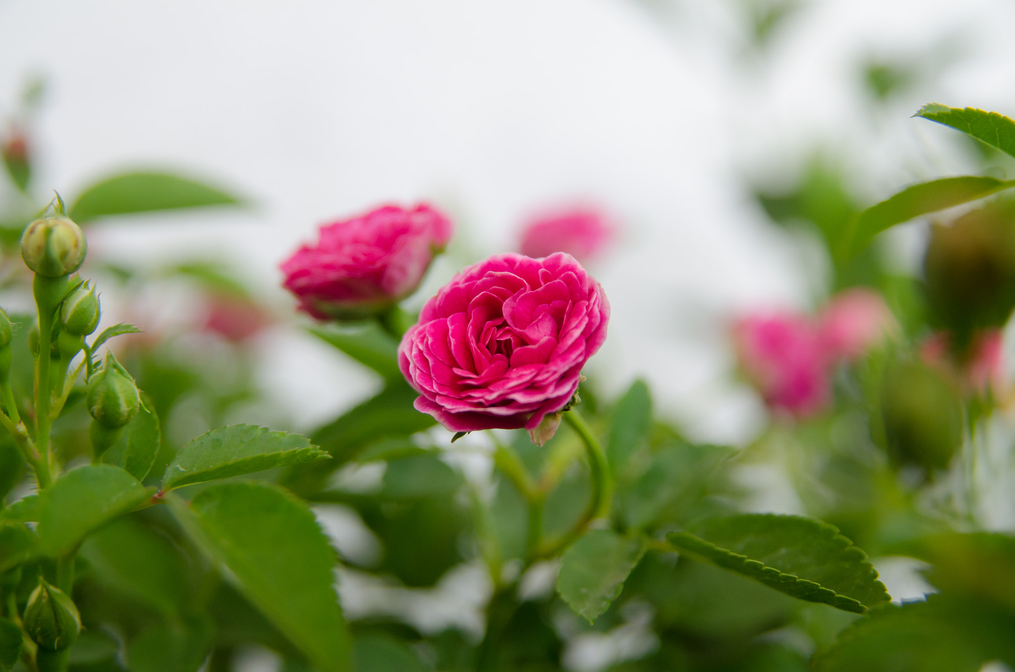 Sigma 17-70mm F2.8-4.5 DC Macro Asp. IF sample photo. Rose photography