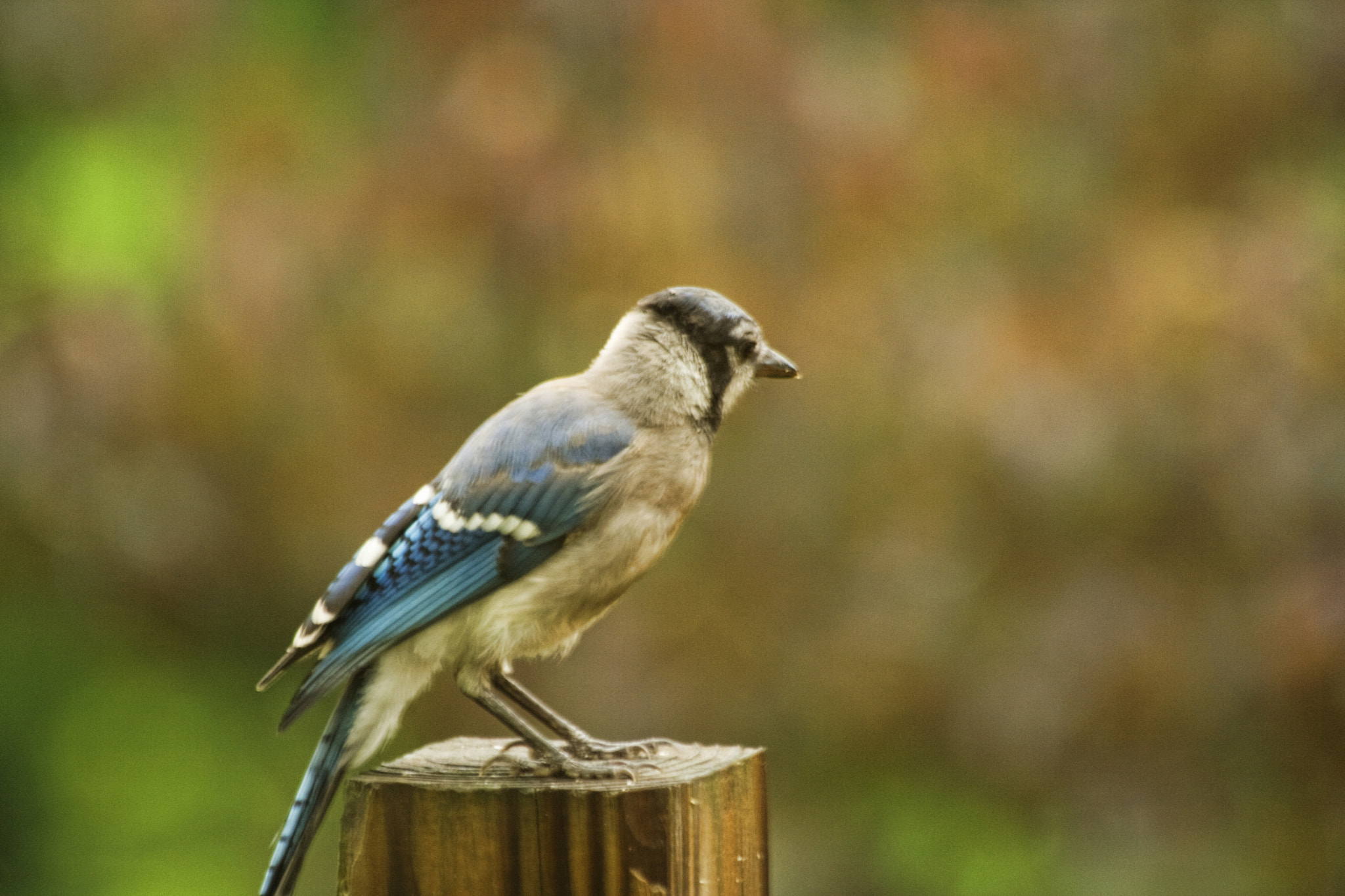 Canon EOS 400D (EOS Digital Rebel XTi / EOS Kiss Digital X) sample photo. Blue jay photography