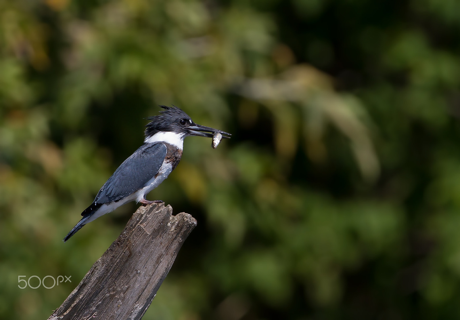 Canon EF 300mm F2.8L IS II USM sample photo. Belted kingfisher with fish photography