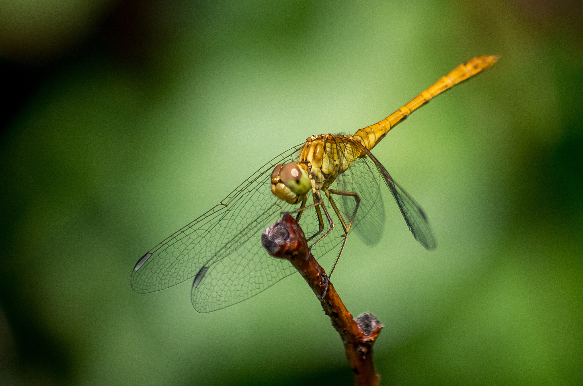 HD Pentax DA 55-300mm F4.0-5.8 ED WR sample photo. Odonata photography