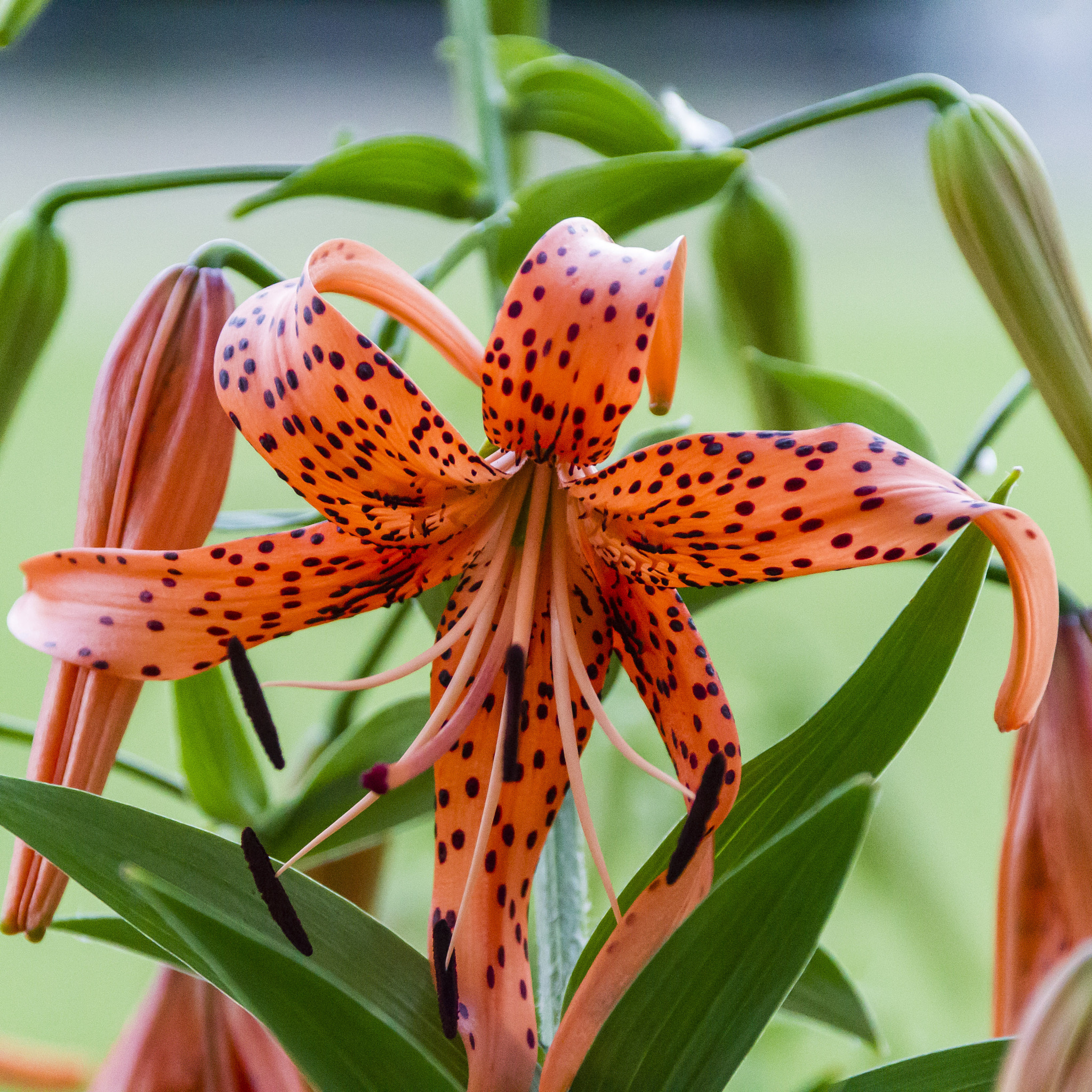 Canon EOS-1D Mark IV + Canon EF 28-300mm F3.5-5.6L IS USM sample photo. Attacking tiger lily photography