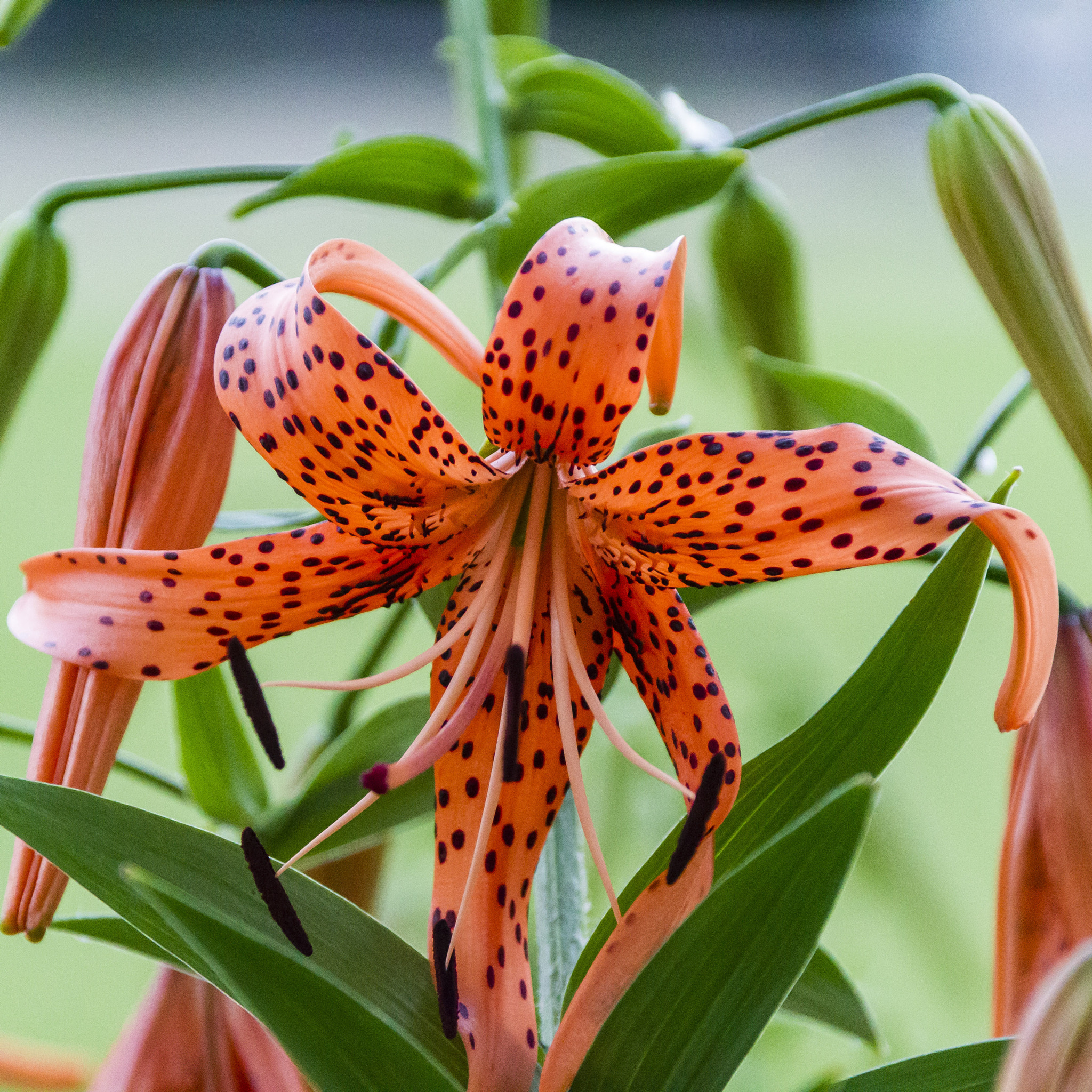 Canon EF 28-300mm F3.5-5.6L IS USM sample photo. Attacking tiger lily photography