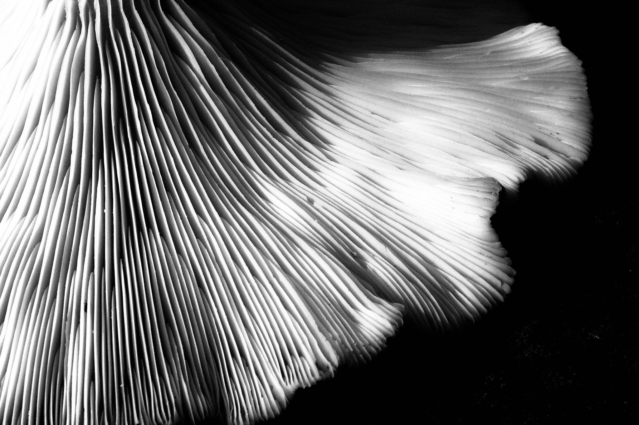 Panasonic Lumix G Vario 45-200mm F4-5.6 OIS sample photo. La danseuse photography