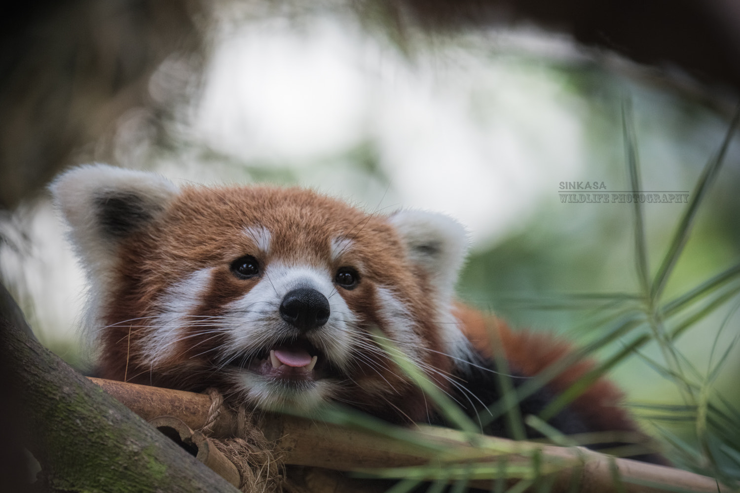 Nikon Nikkor AF-S 300mm F4E PF ED VR sample photo. Red panda photography