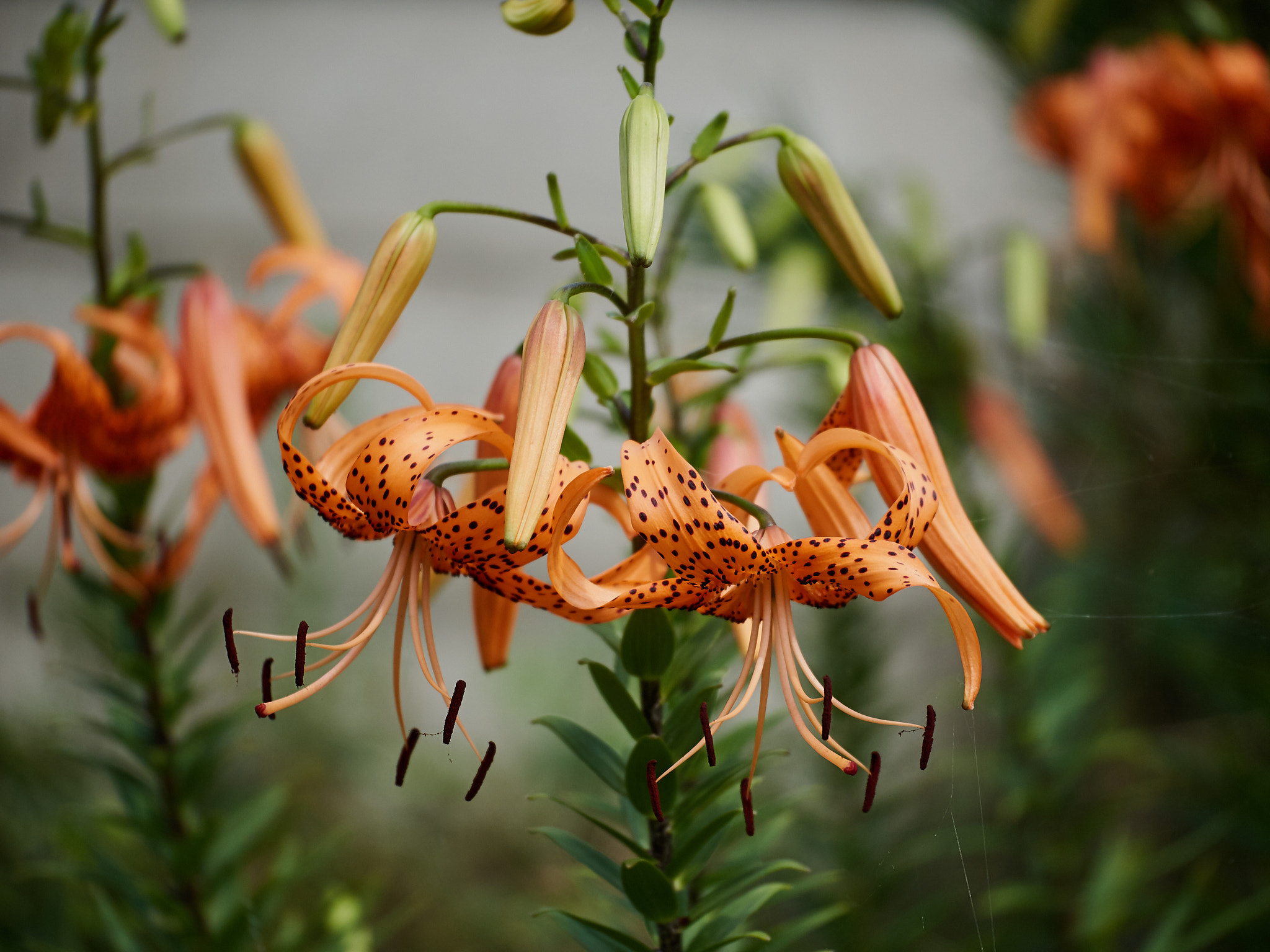 Panasonic Lumix G X Vario 35-100mm F2.8 OIS sample photo. Flower photography