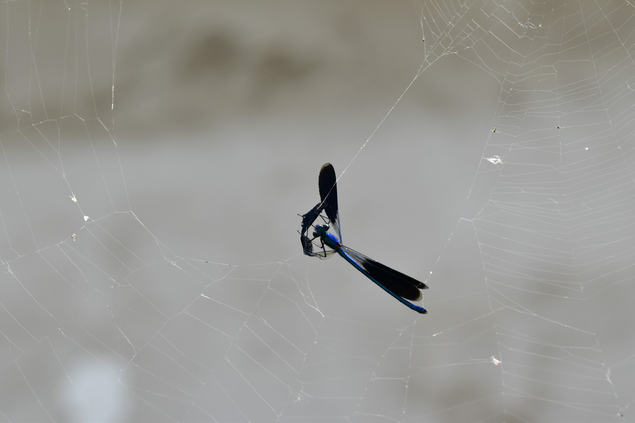 Sigma 105mm F2.8 EX DG OS HSM sample photo. L'ultimo volo - the last fly photography