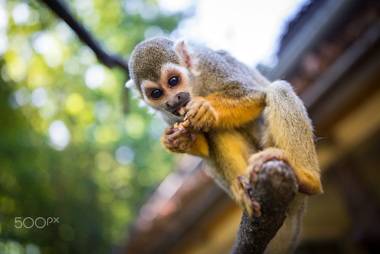 Nikon AF-S Nikkor 200-400mm F4G ED-IF VR sample photo. Common squirrel monkey photography