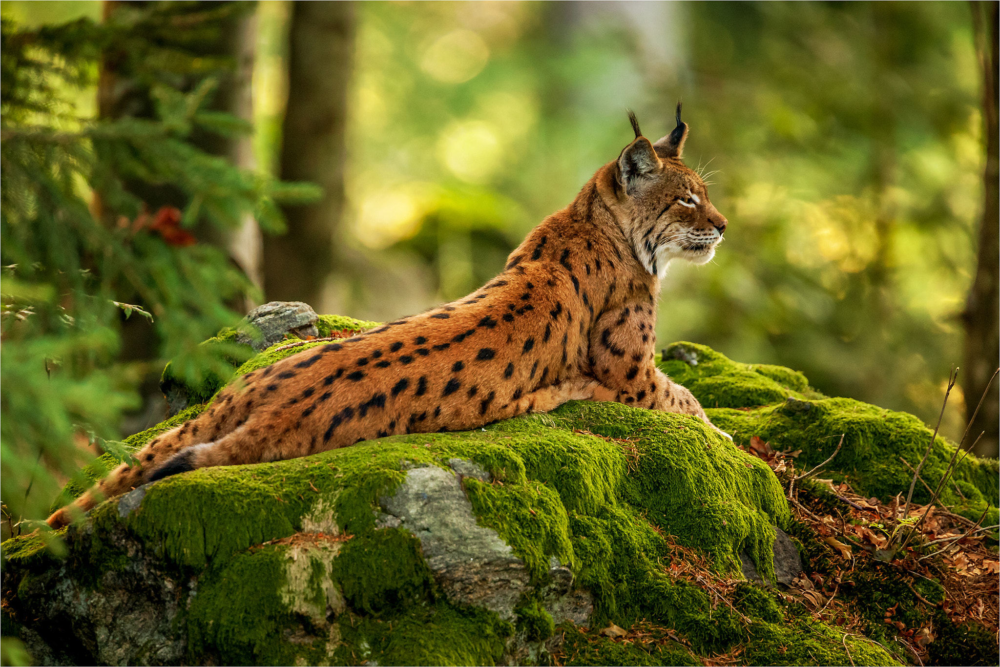 Canon EF 500mm F4L IS USM sample photo. Guardian of the kingdom photography