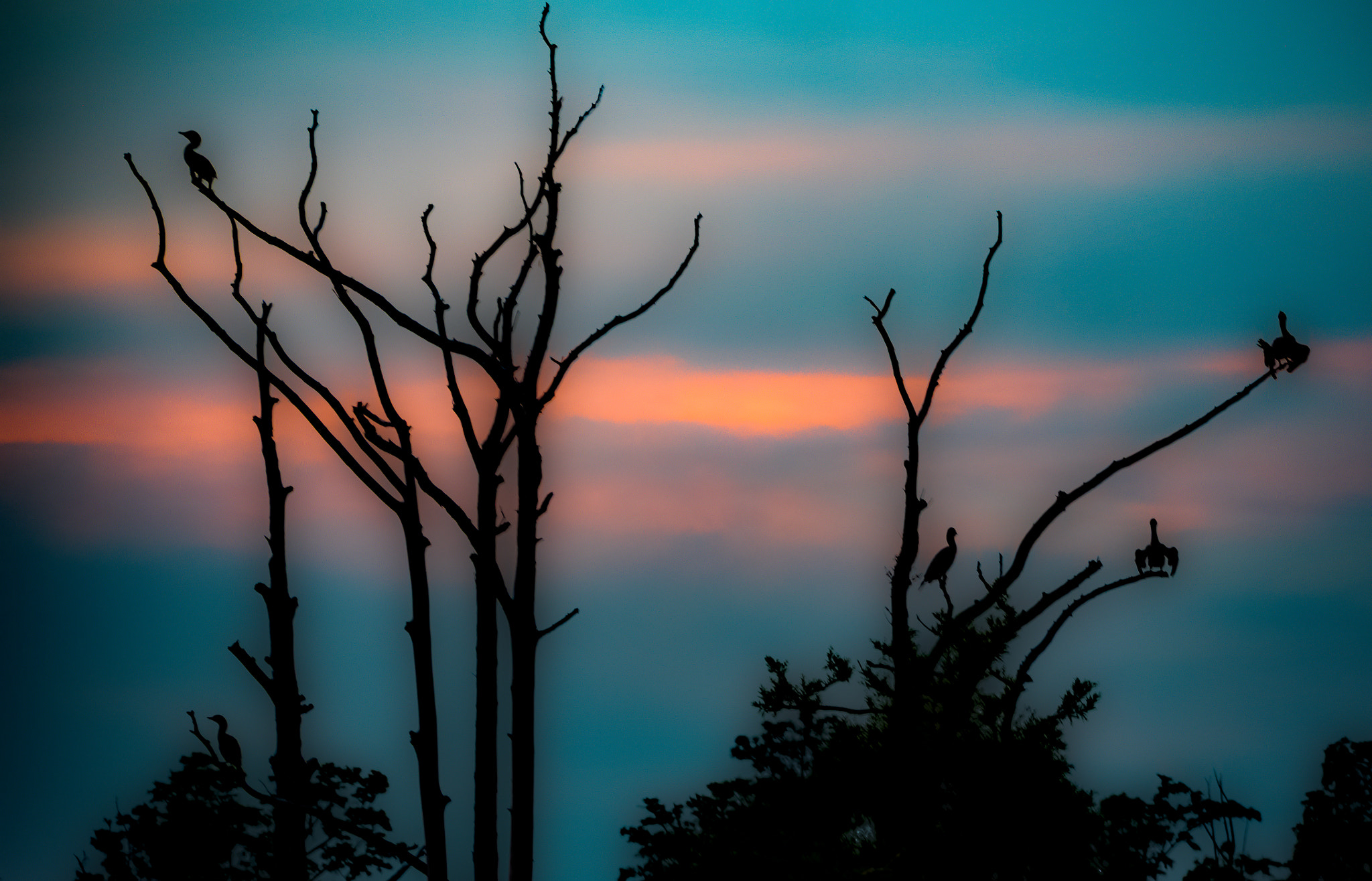 Panasonic Lumix DMC-GX8 + Panasonic Lumix G Vario 45-200mm F4-5.6 OIS sample photo. Five birds in trees photography