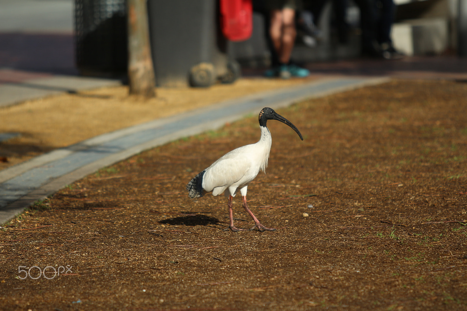 Canon EF 70-200mm F2.8L USM sample photo. Irbis photography