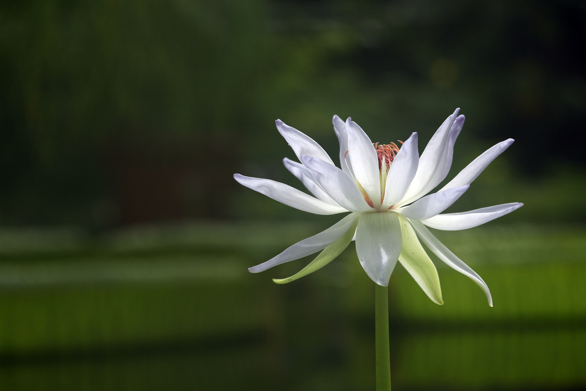 Canon EOS 70D + Sigma 50-500mm F4.5-6.3 DG OS HSM sample photo. White lotus photography