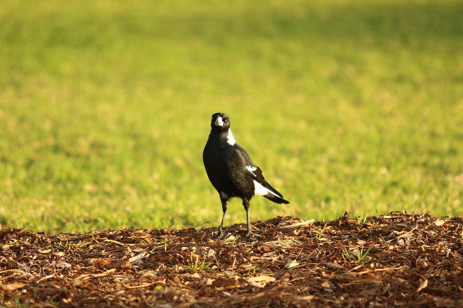 Canon EF 70-200mm F2.8L USM sample photo. A small australian bird photography