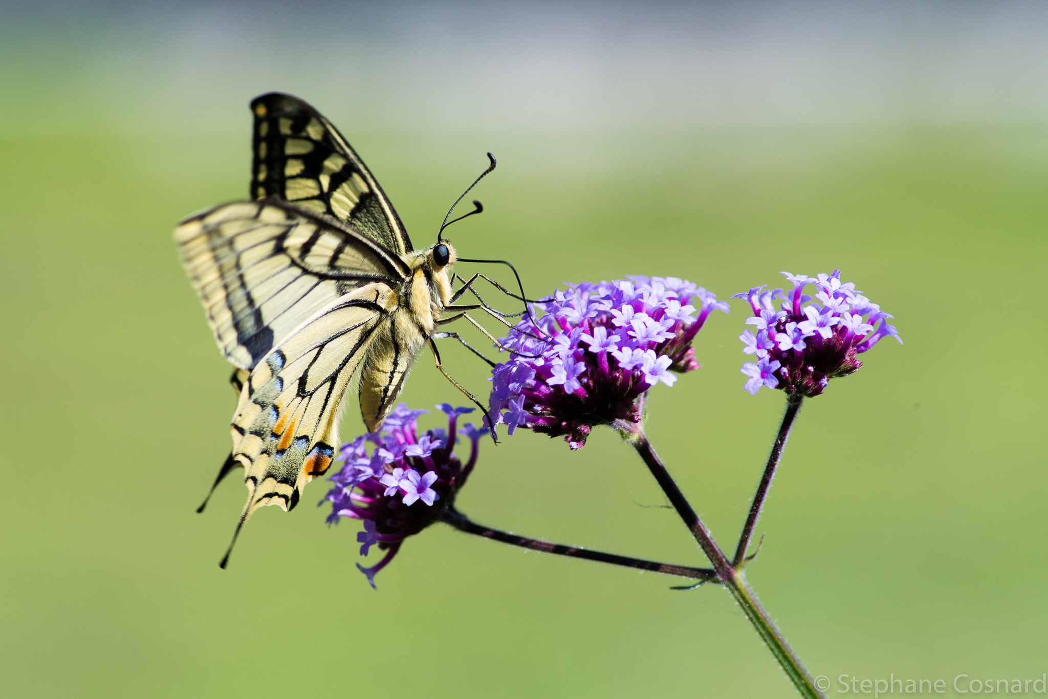Nikon D5 sample photo. Feeding photography