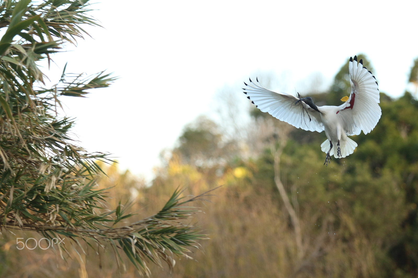 Canon EF 70-200mm F2.8L USM sample photo. Landing irbis photography