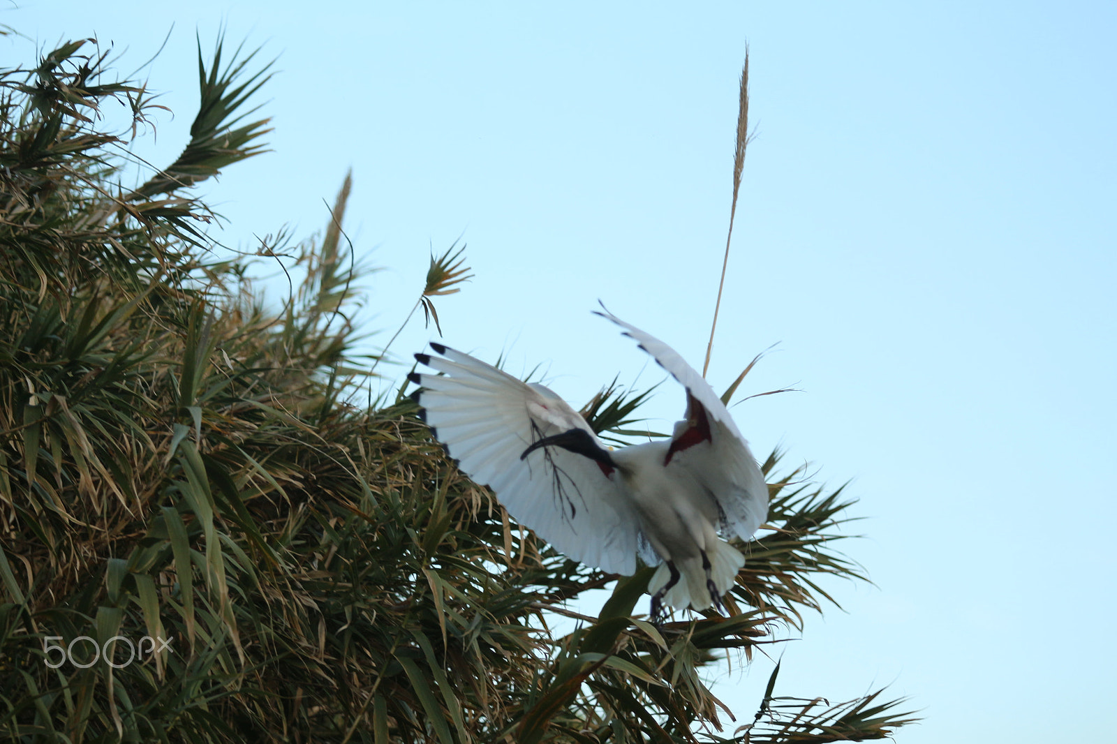 Canon EF 70-200mm F2.8L USM sample photo. Flying irbis photography