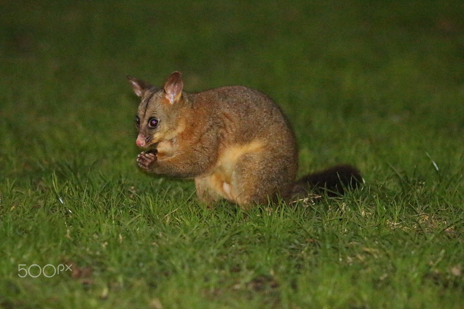 Canon EF 70-200mm F2.8L USM sample photo. Possum photography