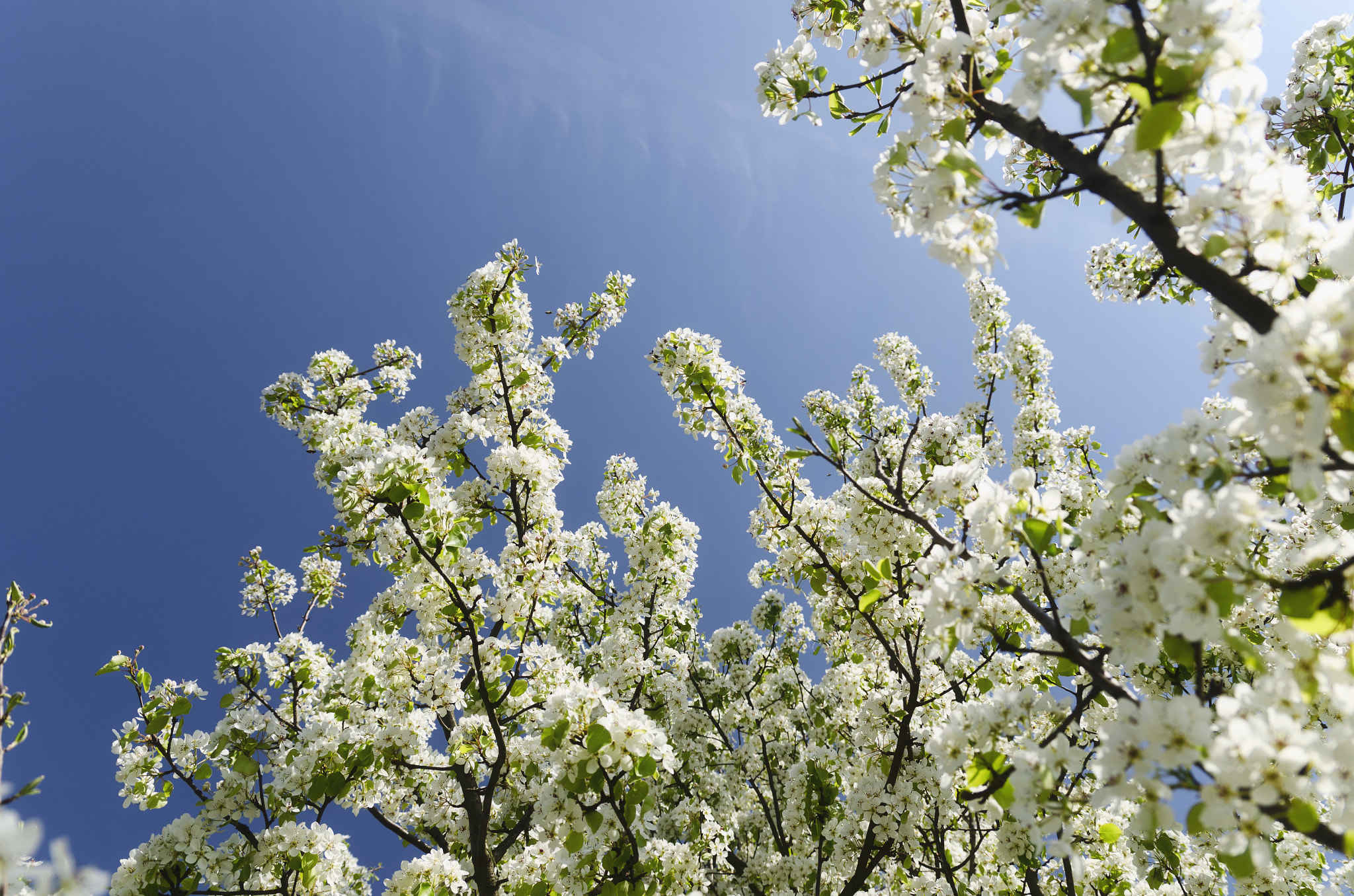 Nikon D7000 + Sigma 18-50mm F2.8 EX DC Macro sample photo. A white forrest photography