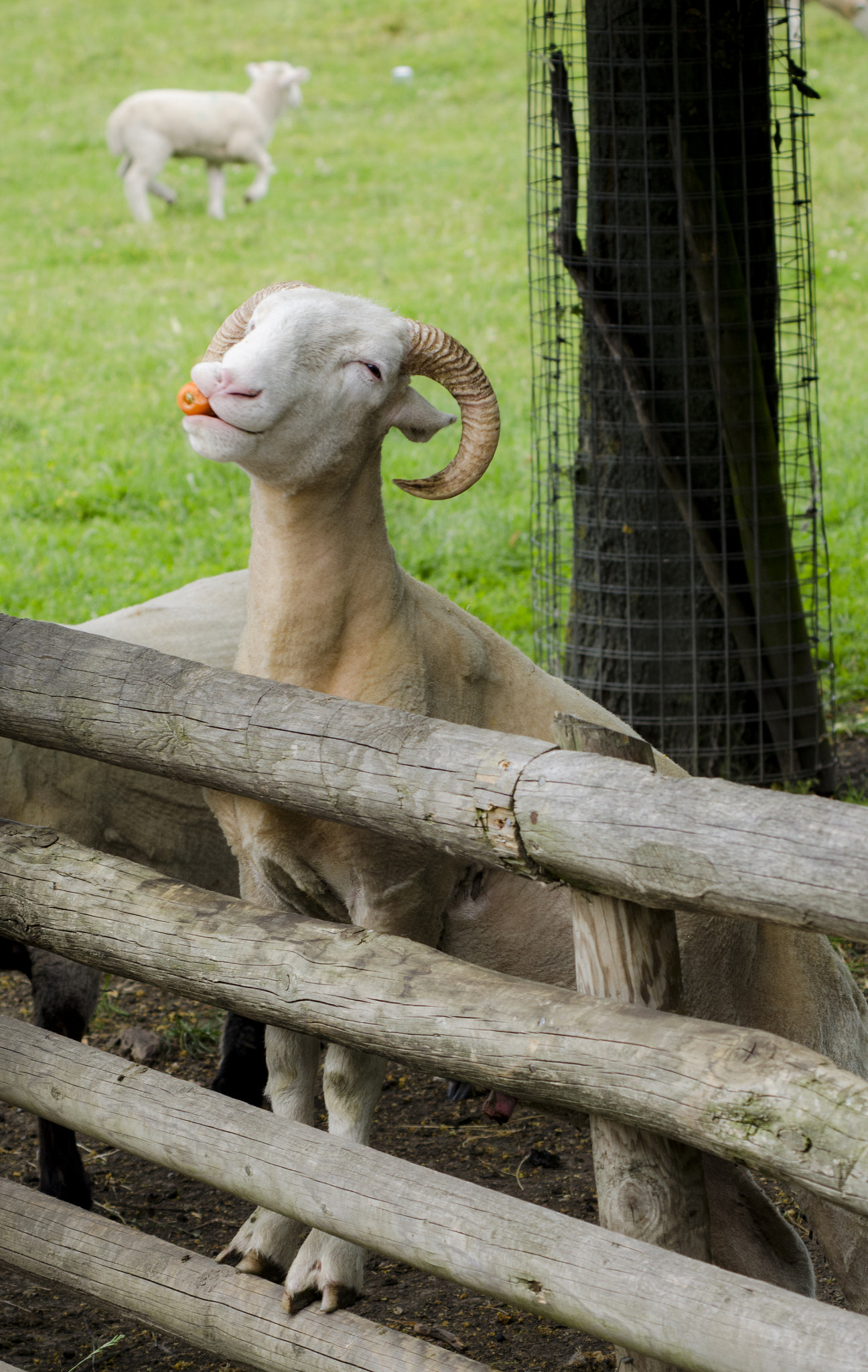 Nikon D5100 + AF Zoom-Nikkor 75-240mm f/4.5-5.6D sample photo. Feeling peckish photography