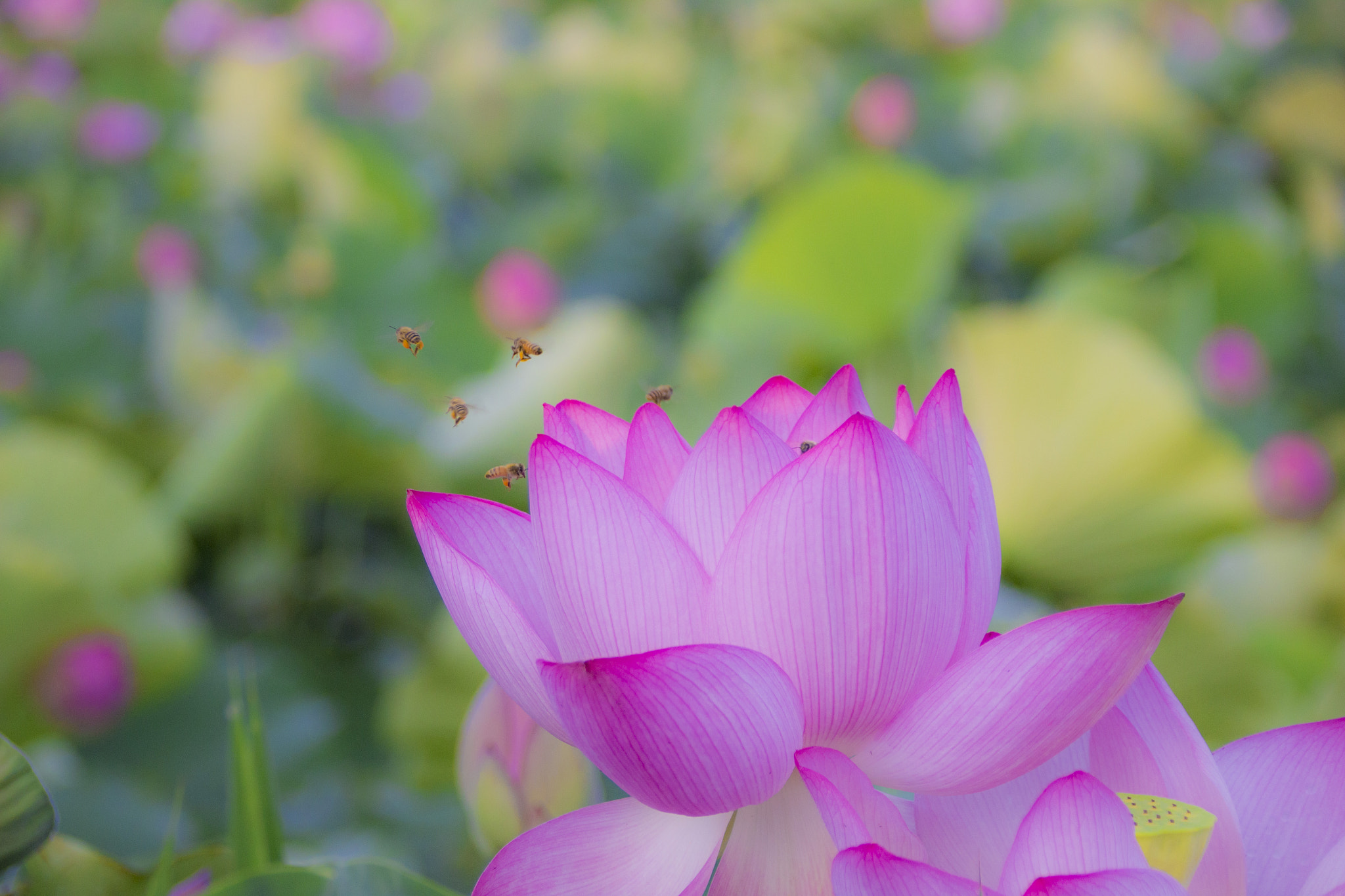 Canon EOS 600D (Rebel EOS T3i / EOS Kiss X5) + Canon EF 75-300mm F4.0-5.6 IS USM sample photo. 蓮の花 photography