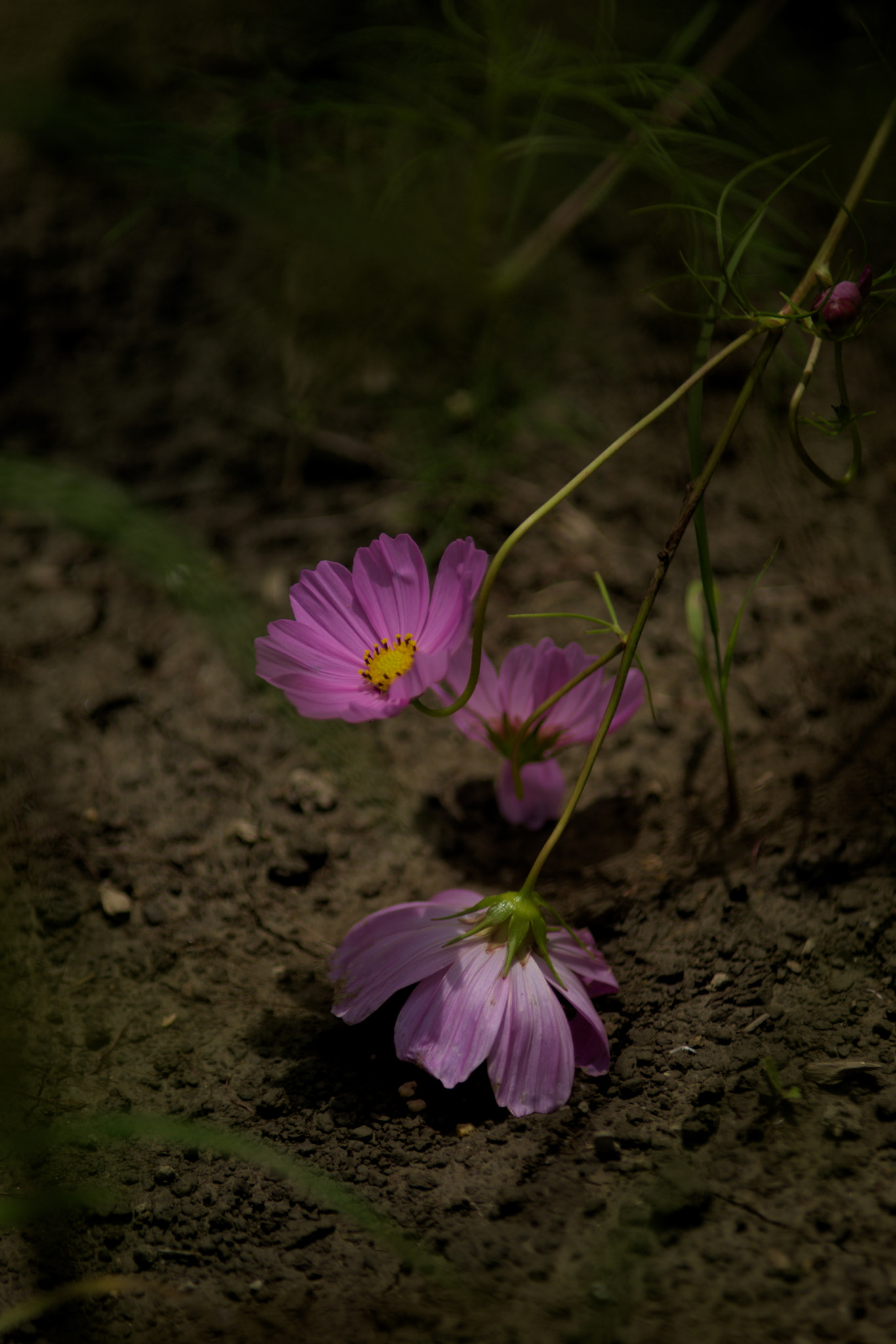 smc PENTAX-FA* 80-200mm F2.8 ED[IF] sample photo. I look up. photography