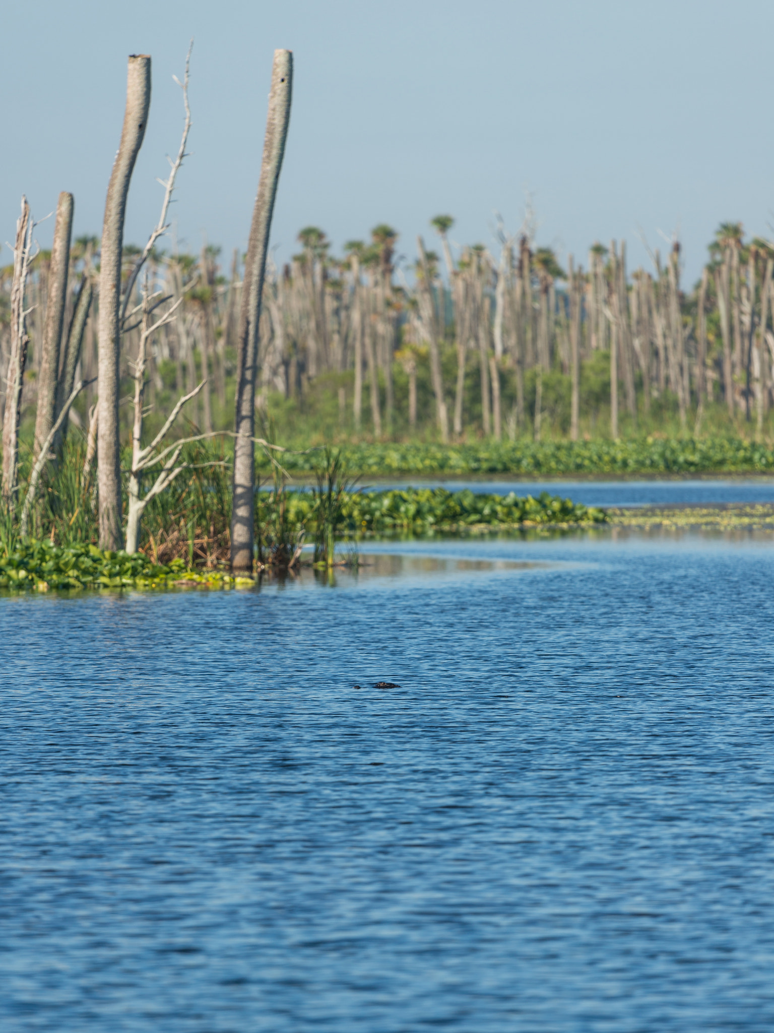 Nikon Nikkor AF-S 300mm F4E PF ED VR sample photo. Find your own alligator ... photography