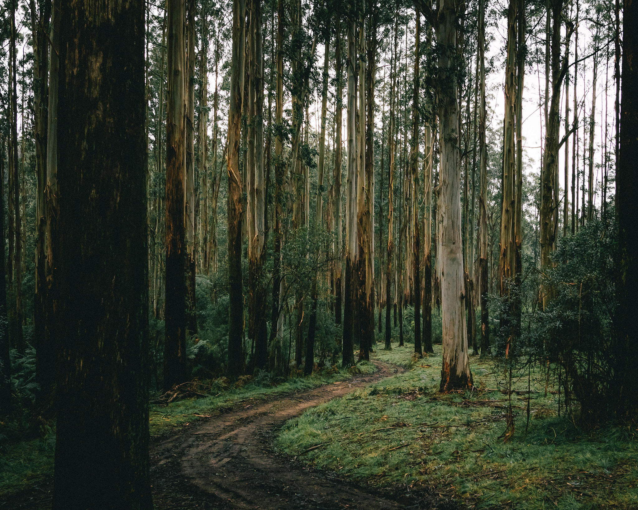 Sigma 24mm F1.4 DG HSM Art sample photo. Forest trails photography