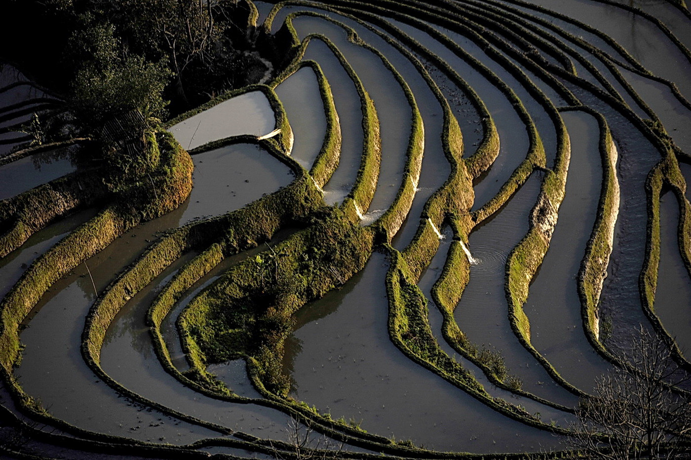Sigma 150-500mm F5-6.3 DG OS HSM sample photo. Rice terrace photography