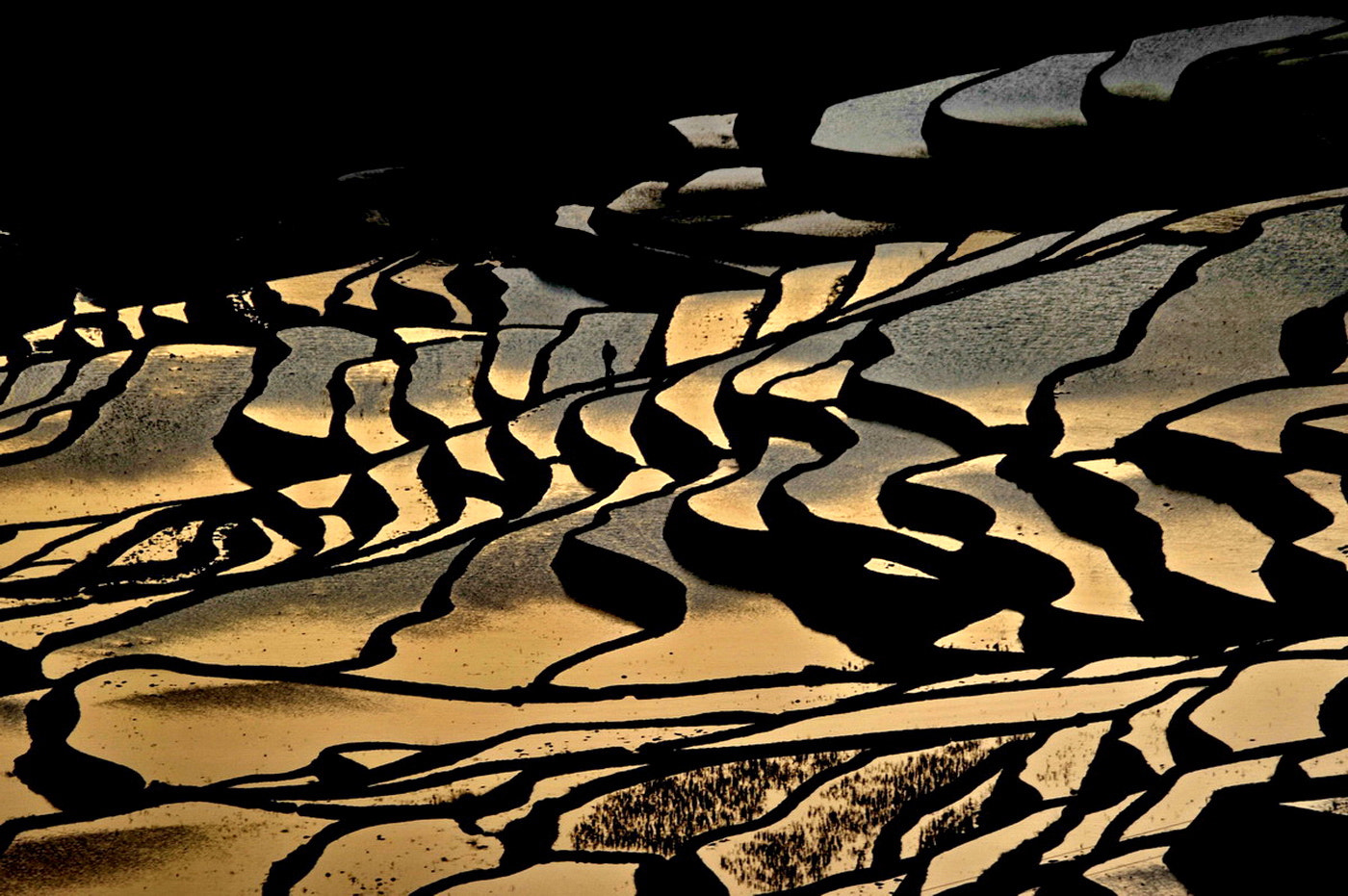 Sigma 150-500mm F5-6.3 DG OS HSM sample photo. Rice terrace photography